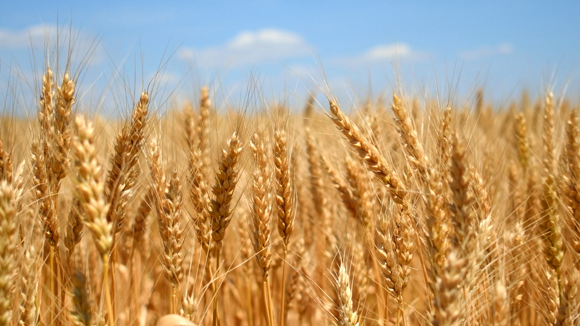 wheat-ears-fallbackimage.png