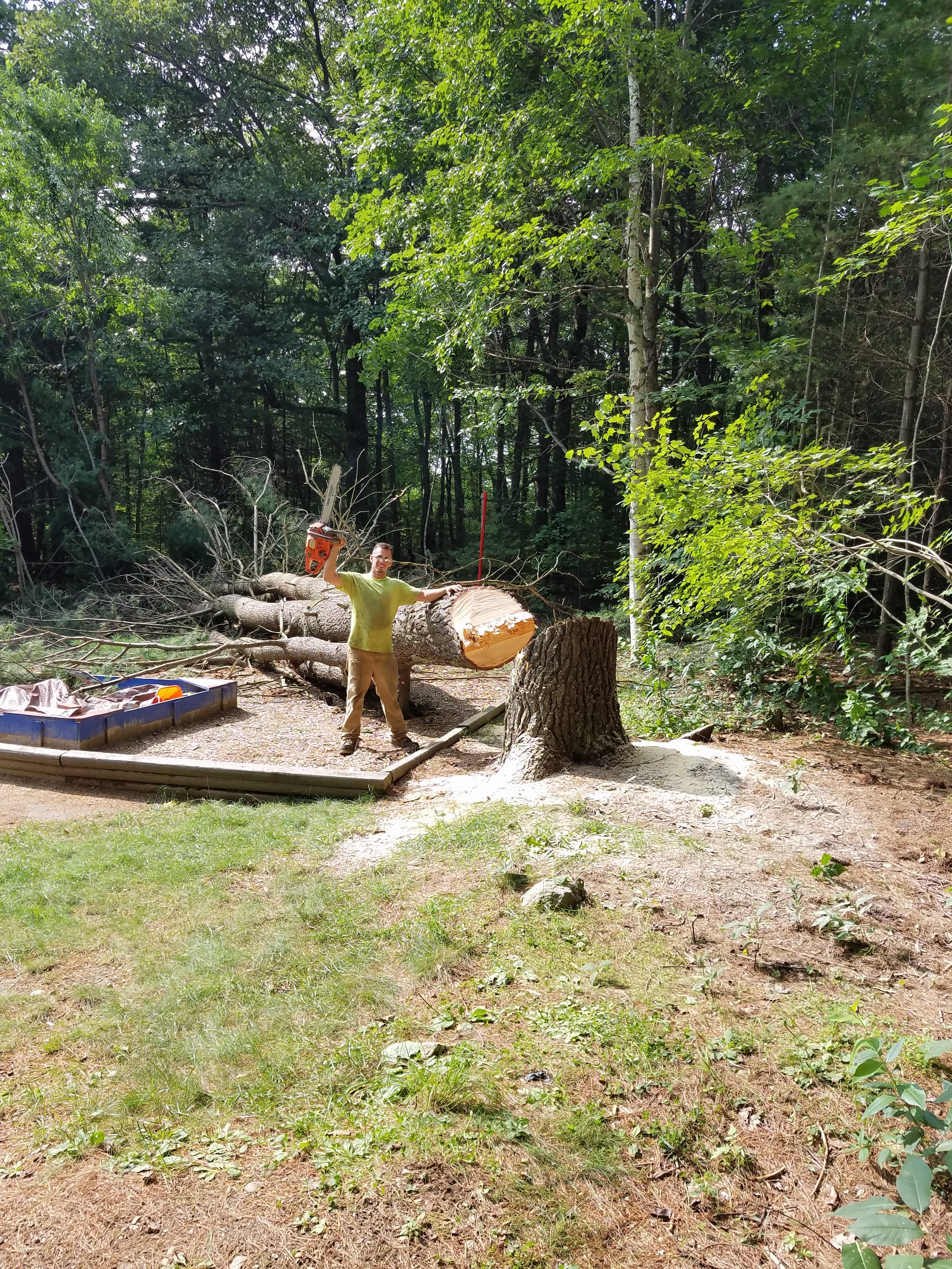 A person standing next to a felled tree using a chainsaw in a wooded outdoor area.