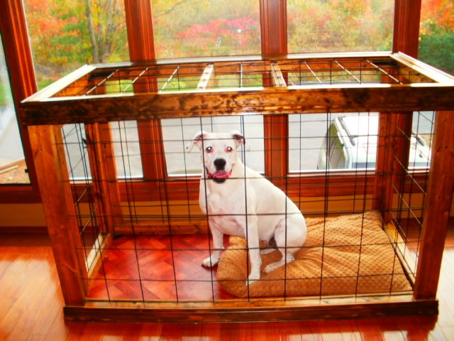 A white dog sitting inside a large wooden and wire pet crate with a tan blanket on a wooden floor, in front of large windows with an autumn landscape outside.