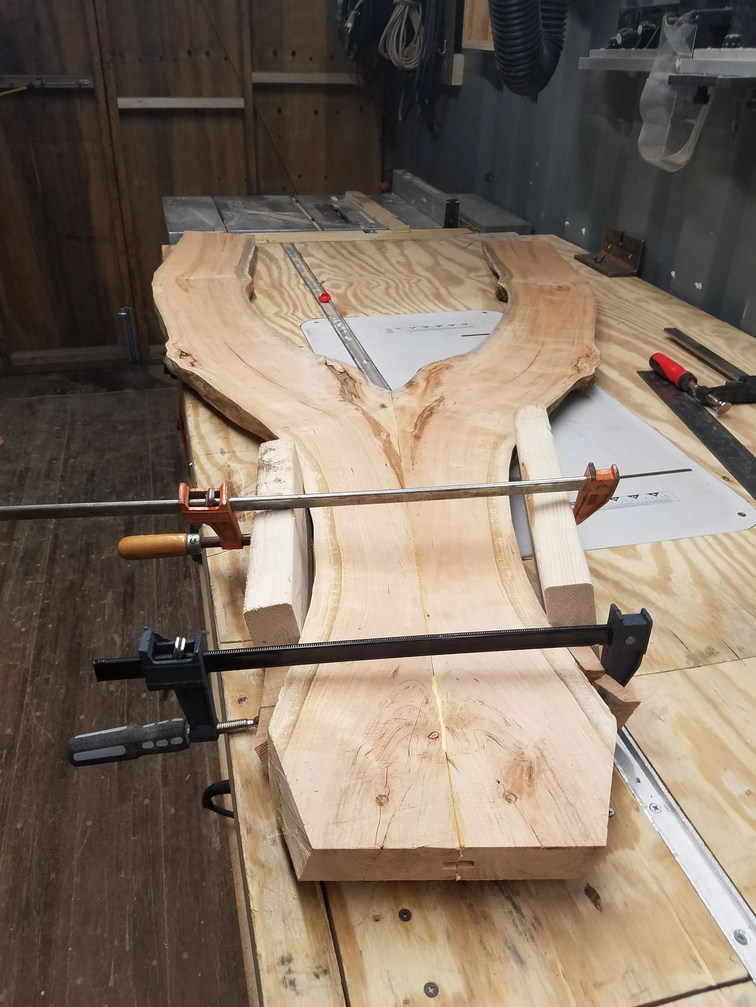 A woodworking project in progress with clamps securing a large, irregularly shaped piece of wood to a workbench.