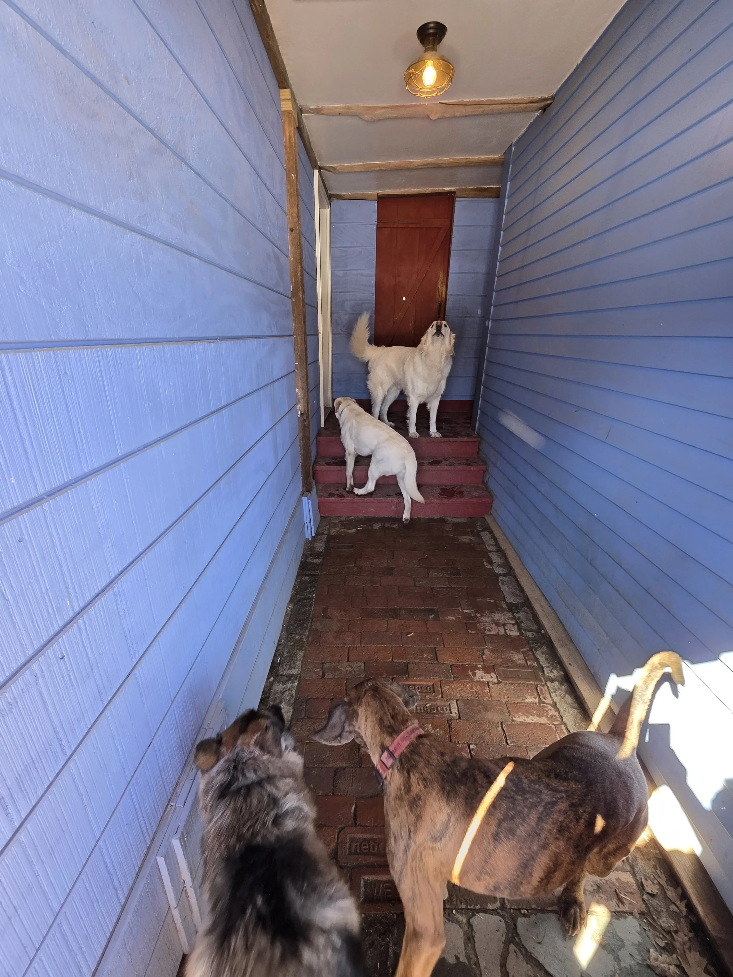 Five dogs on a porch with blue siding walls are looking at a sixth dog on steps near a red door; the porch has brick flooring.