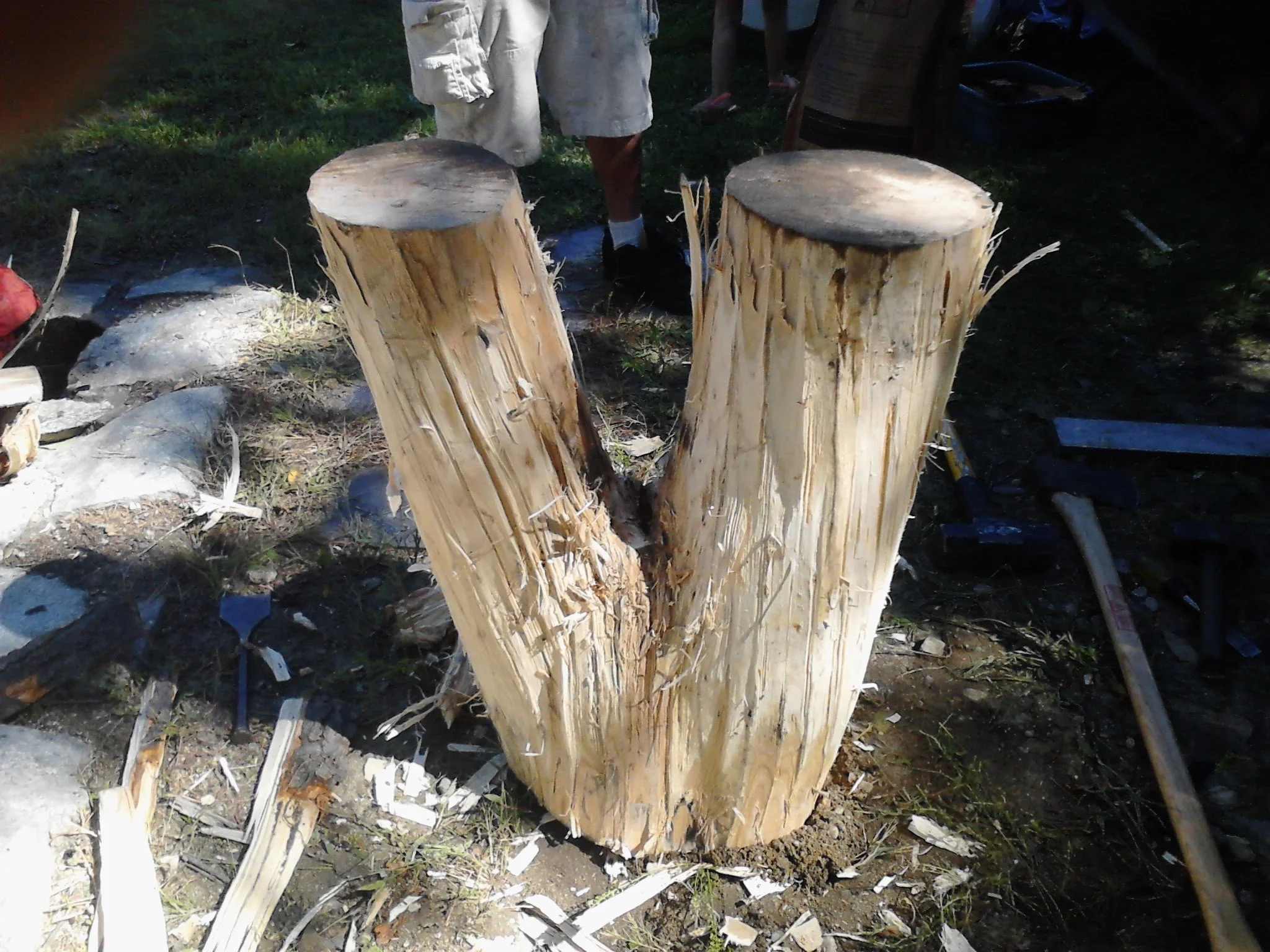 A large split log of wood with a V shape at the bottom, placed on the ground outdoors. There are people and tools in the background.