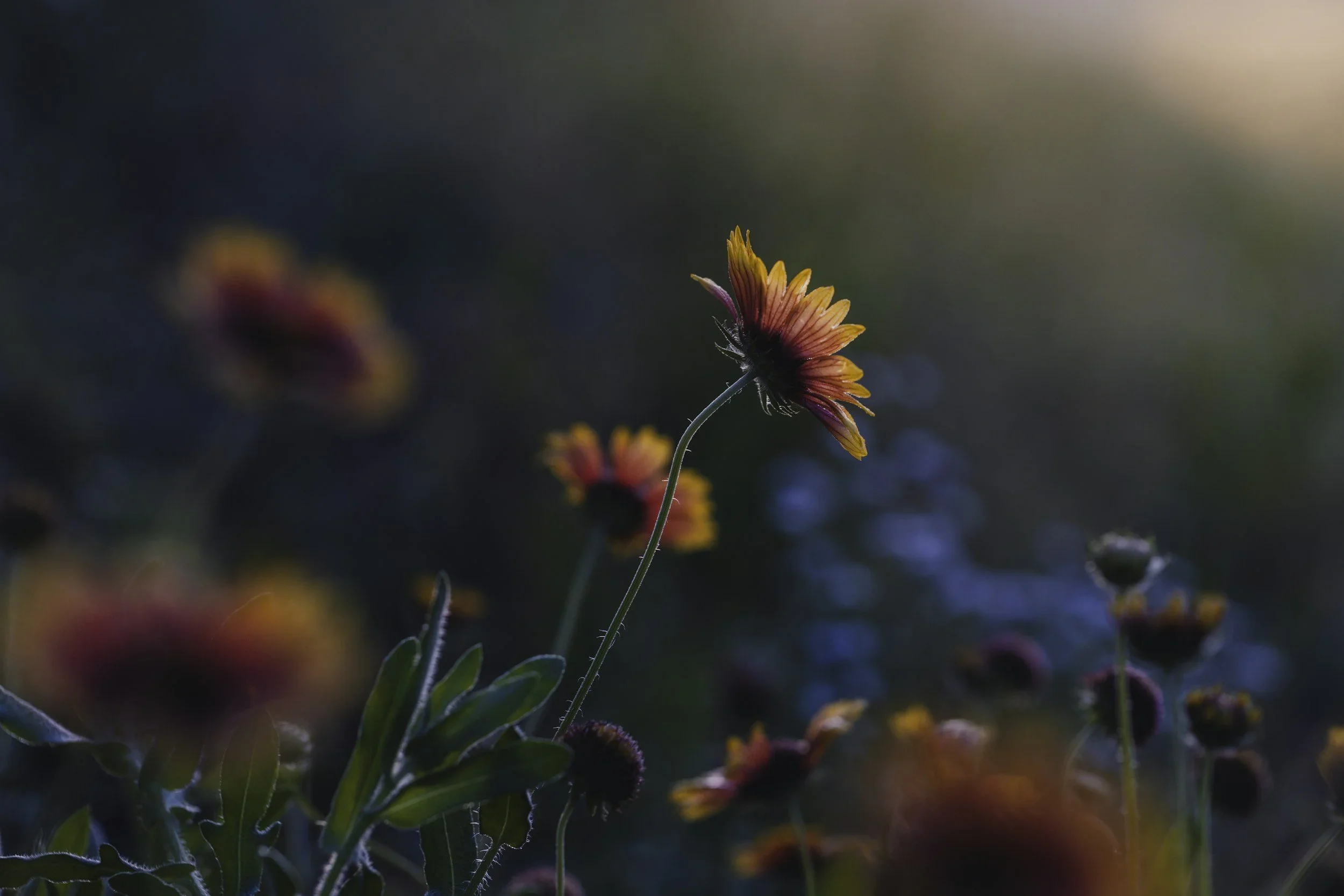 A close-up of a single orange and yellow flower with a dark background, other blurred flowers in the background, and sunlight in the upper right corner.