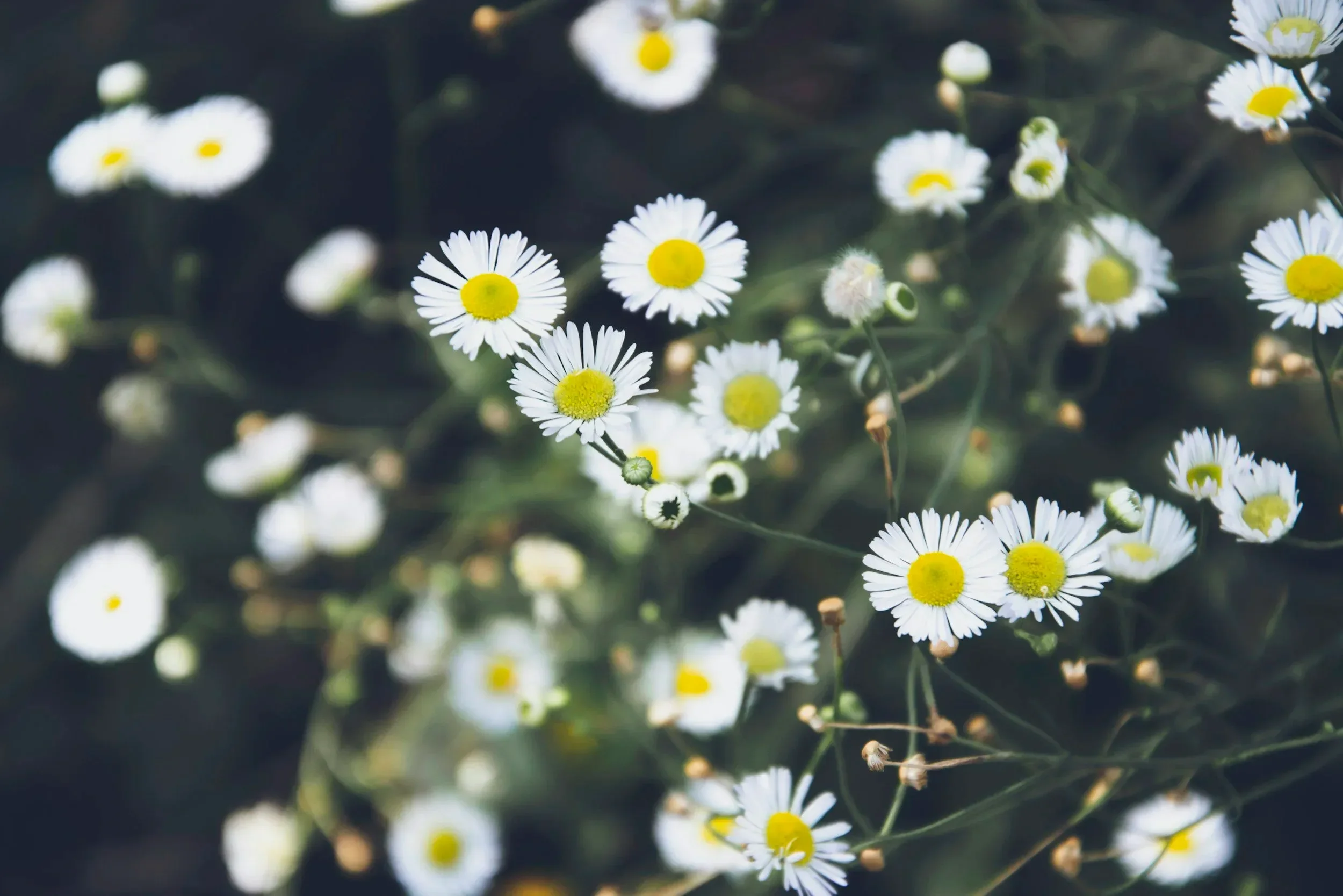Close-up of small white flowers with yellow centers, some in focus and some blurred, against a dark background.