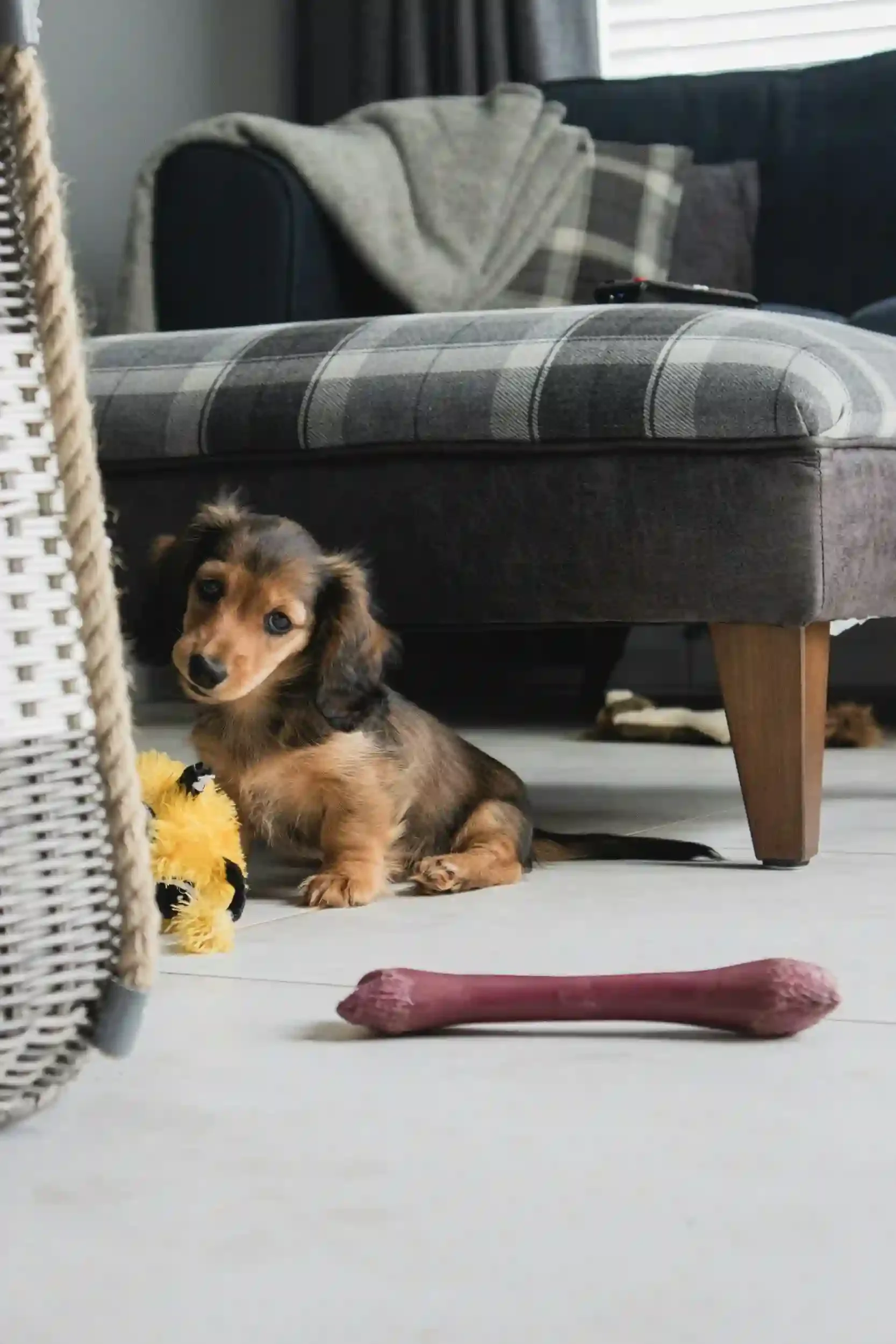 How Do You Get Over Losing a Pet?