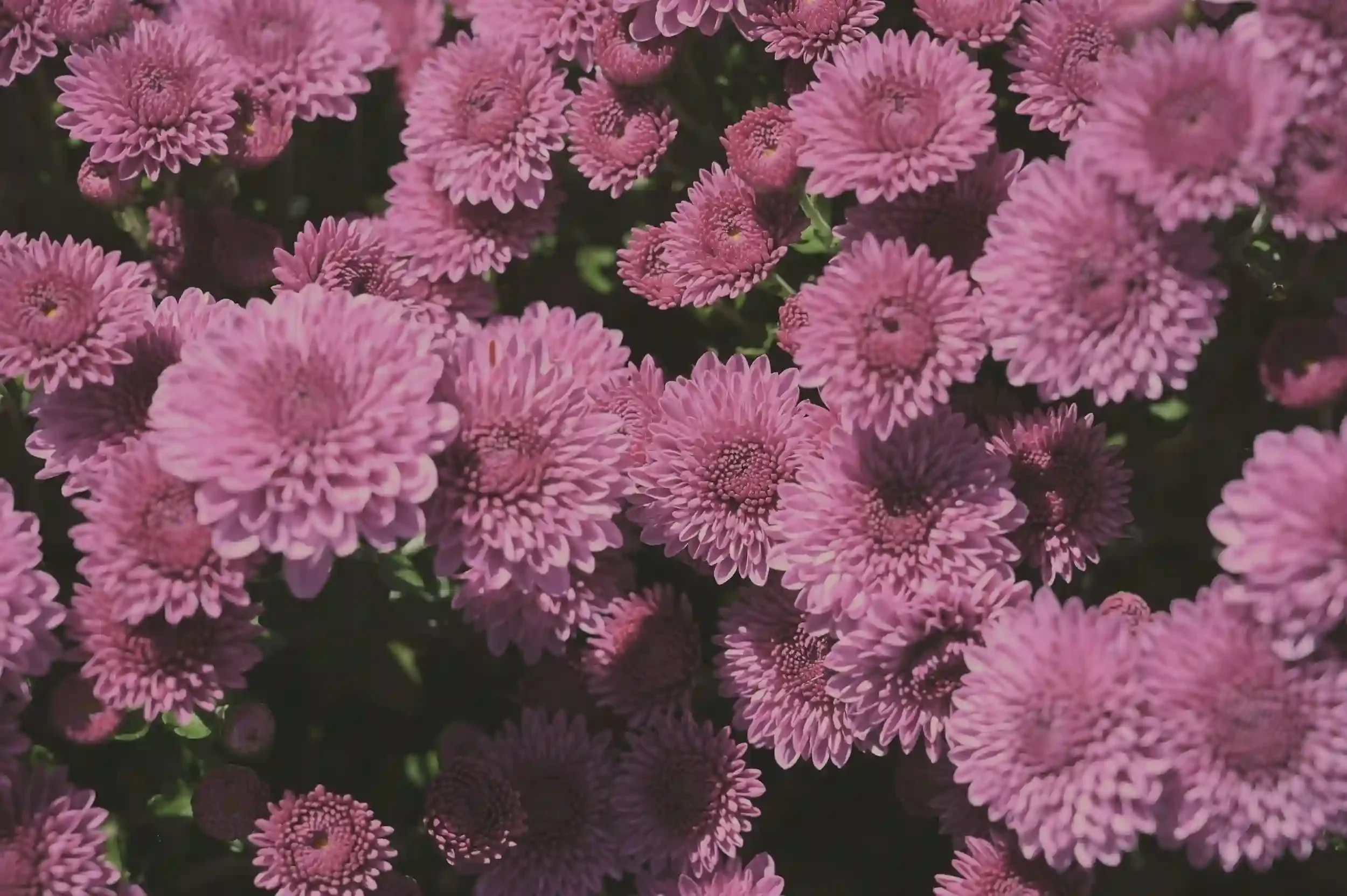 Close-up view of pink chrysanthemum flowers clustered together, with green leaves in the background.