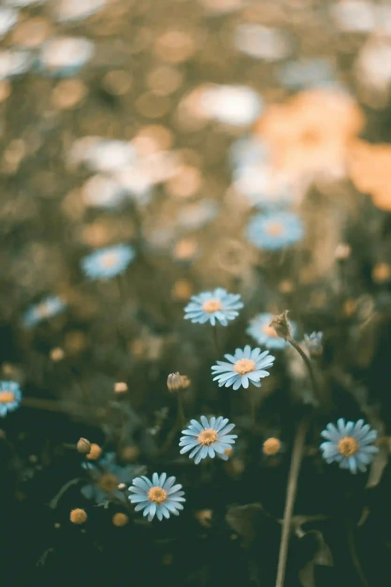 Close-up of small white daisies with yellow centers in a field, with blurred background of more daisies and greenery, creating a bokeh effect.