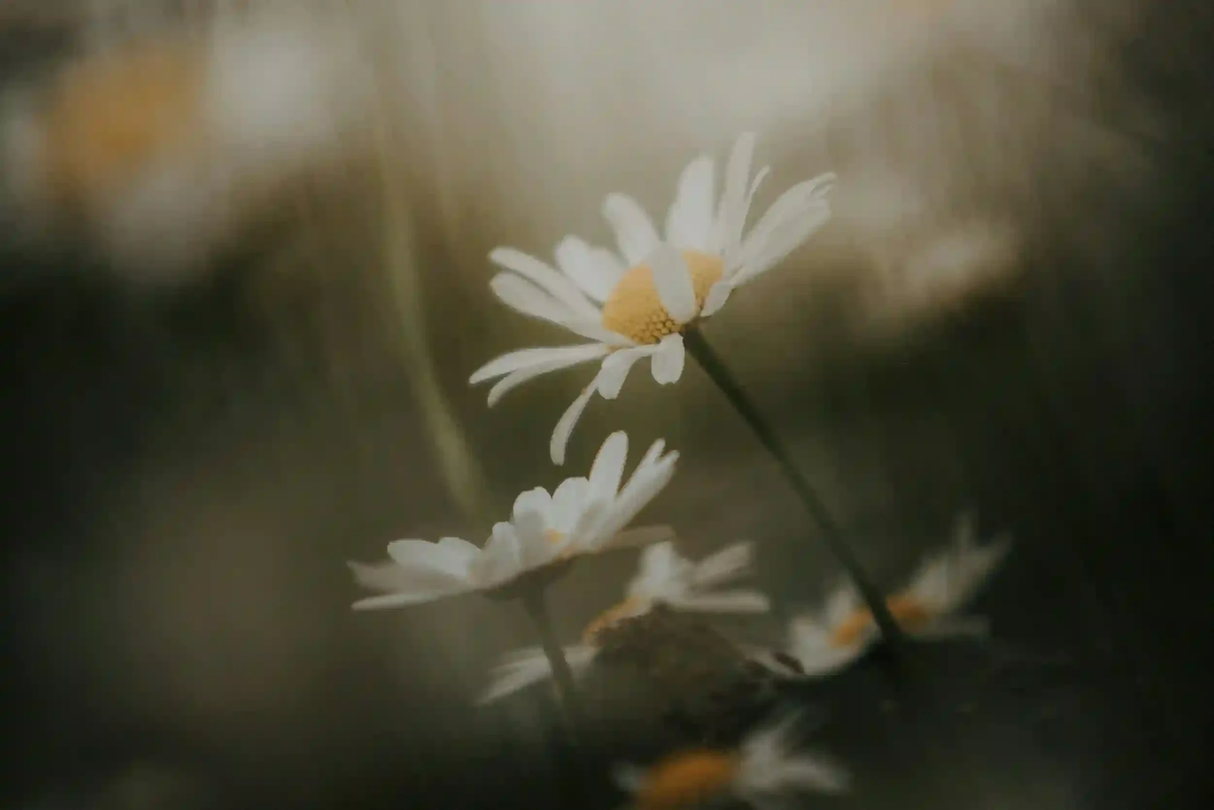 Close-up of a small white daisy flower with a yellow center, set against a blurred background of green foliage.