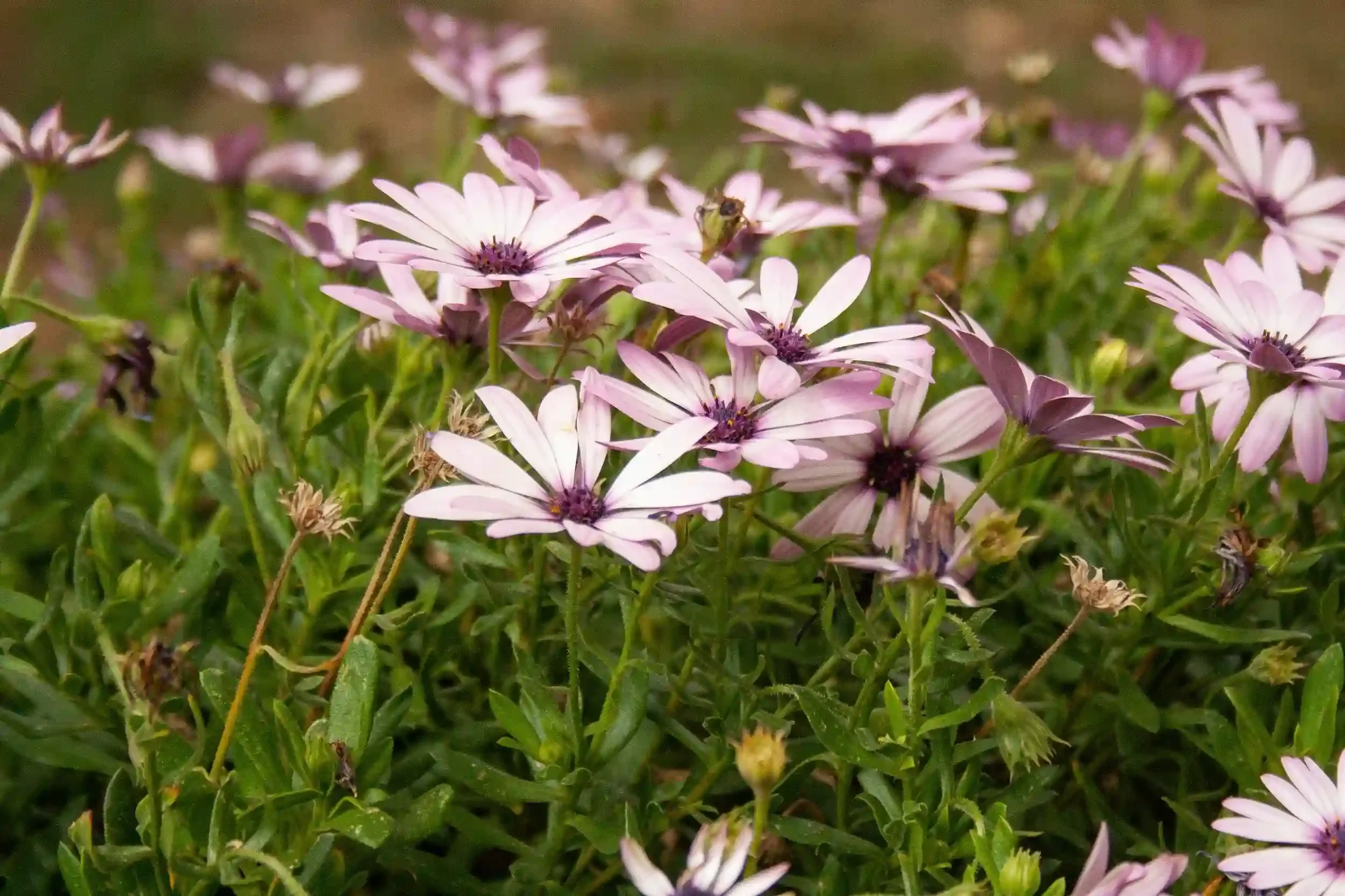 Close-up of light purple and white African daisies with green foliage in the background.