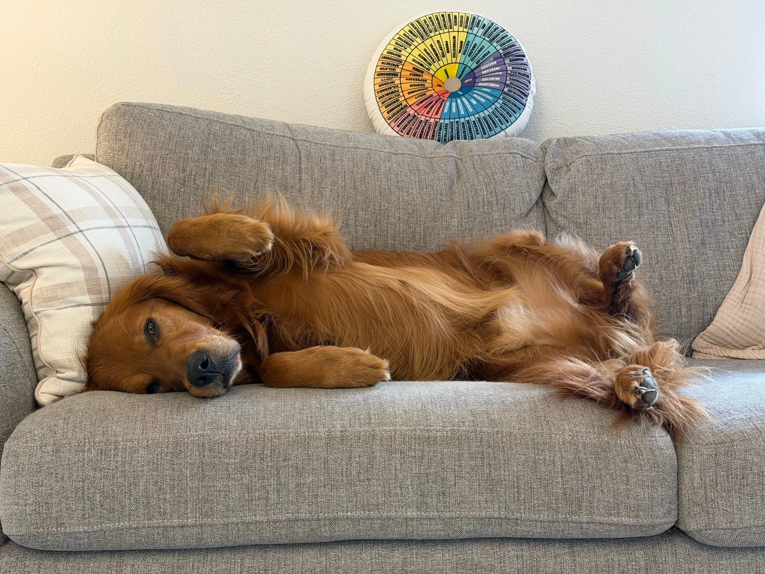 Winston laying on therapy couch with pillow and emotion wheel