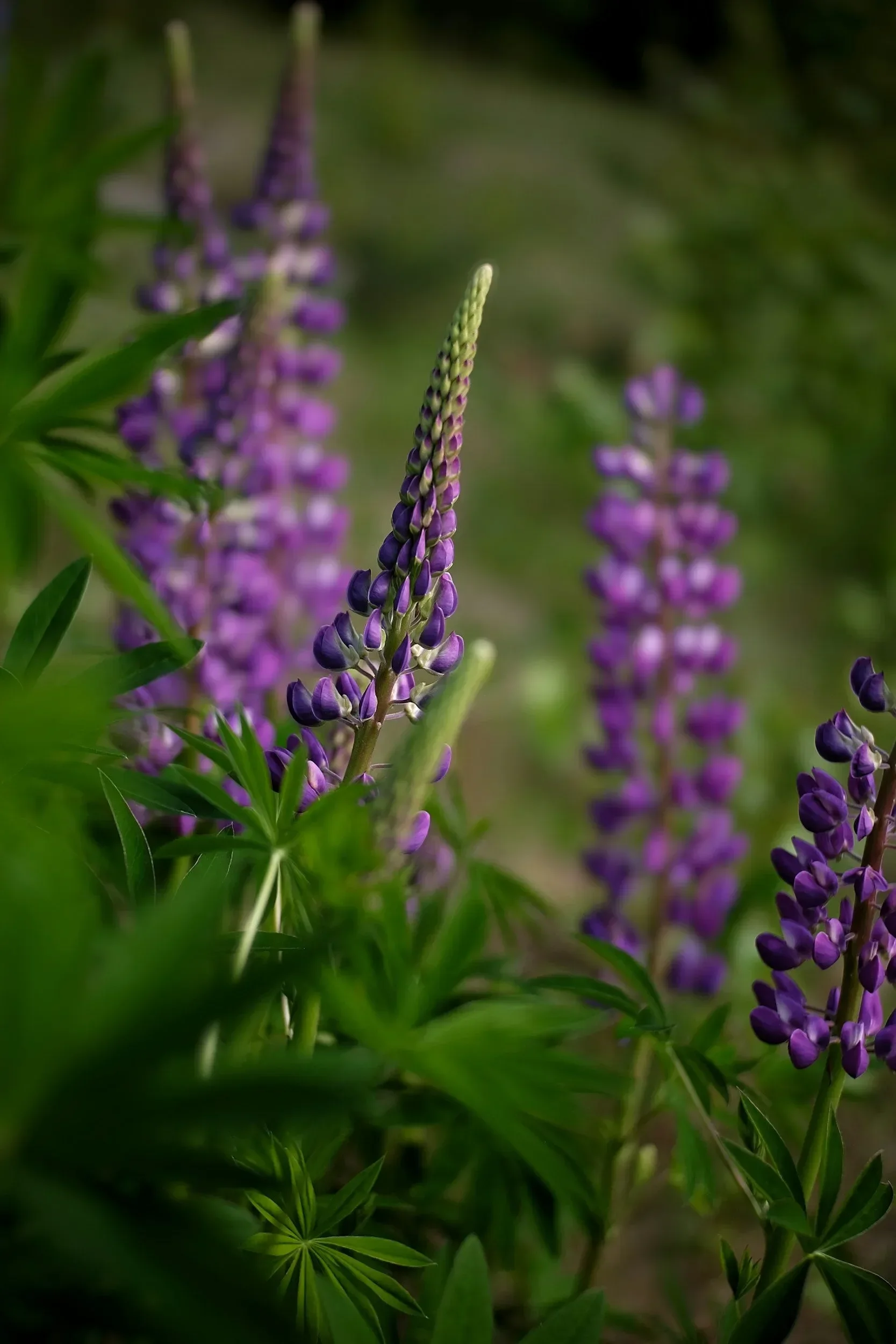Close-up of purple lupine flowers with green leaves in a natural setting.