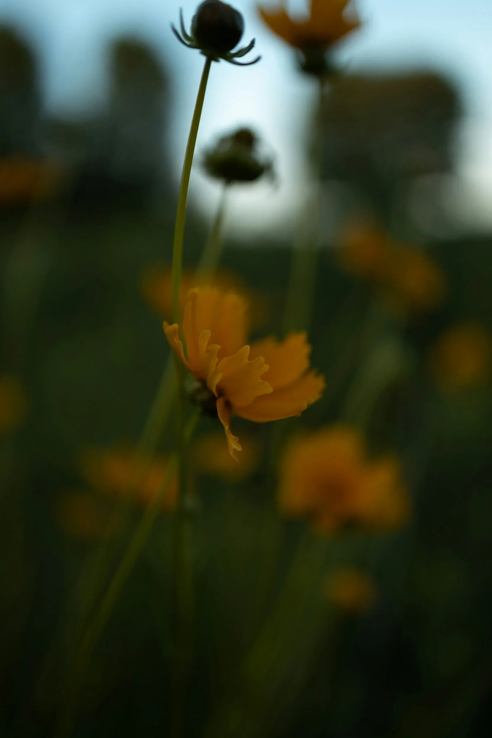 Close-up of yellow and orange flowers with a dark background