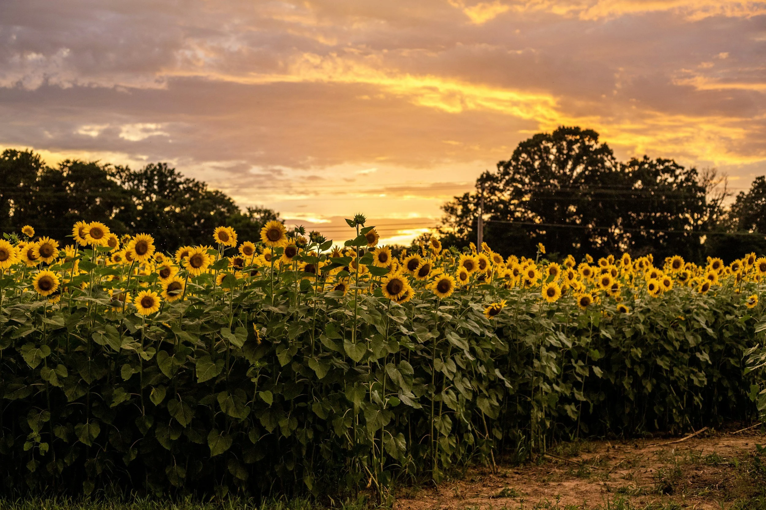 Sunflower field, sunset, garden