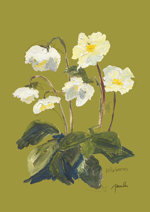helleborus.png