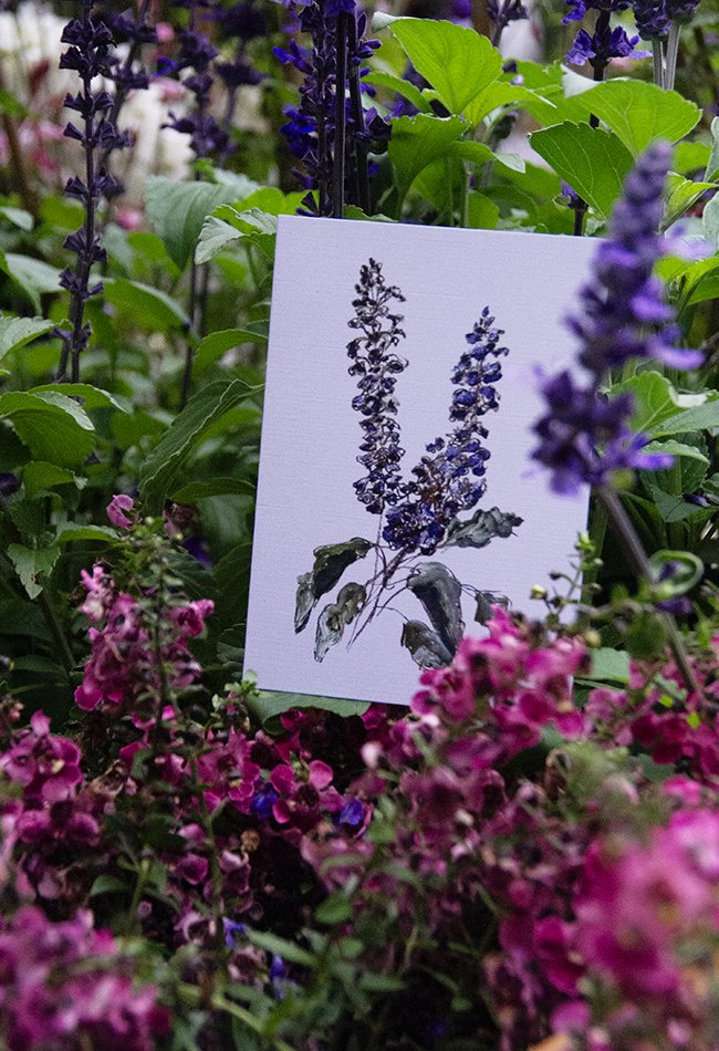 purple card5 - 650x950.jpg