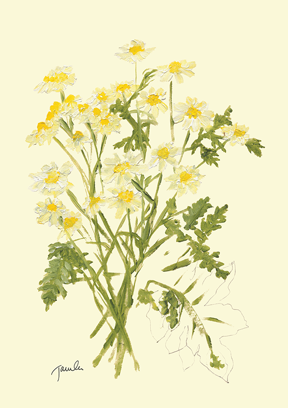 butter daisies.png