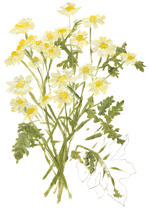 A bouquet of white and yellow flowers with green leaves against a transparent background.