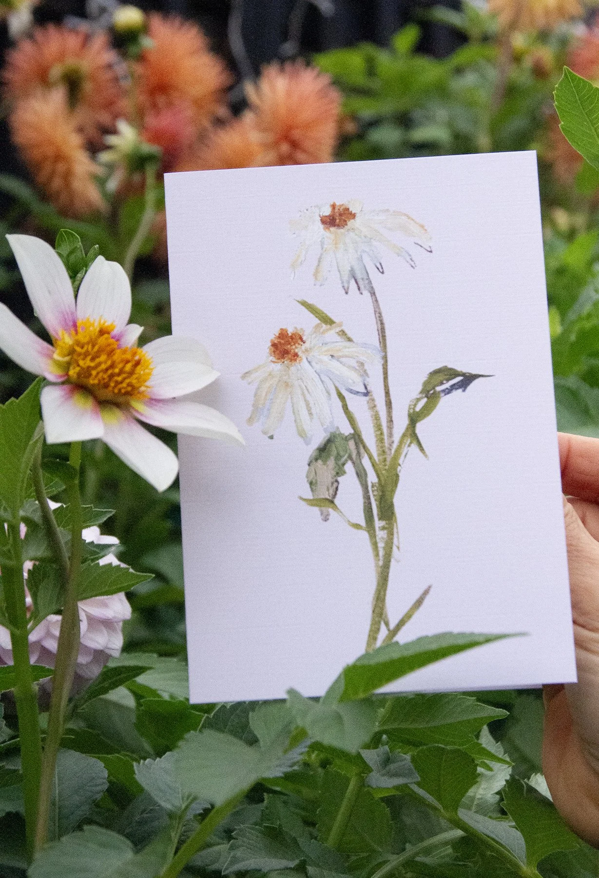 daisies card5.jpg