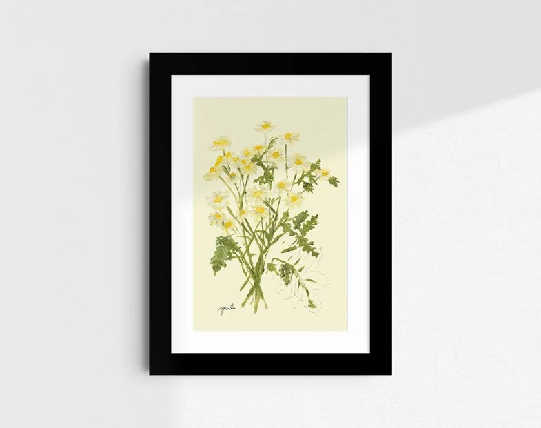 'Feverfew' botanical study fine art reproduction