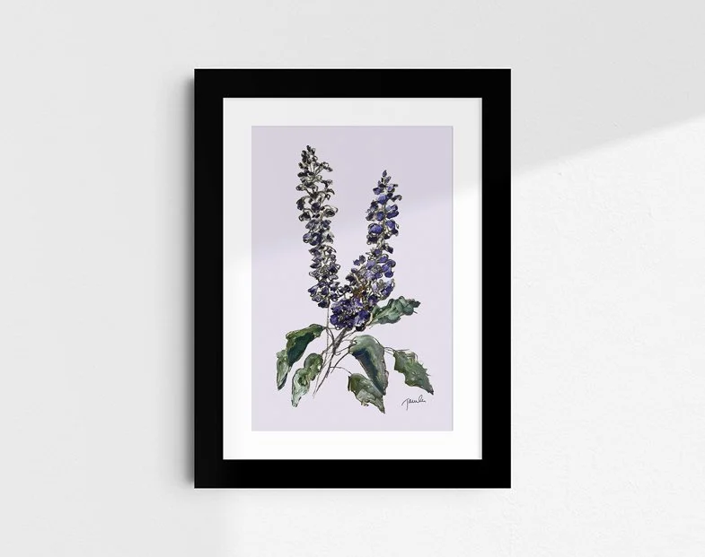 'Salvia' botanical study fine art reproduction