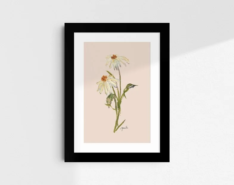 'Daisies on Dusty Pink' botanical study fine art reproduction