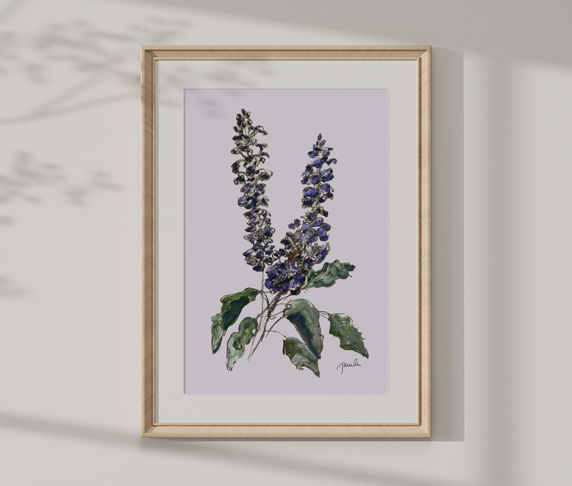 'Salvia' botanical study fine art reproduction