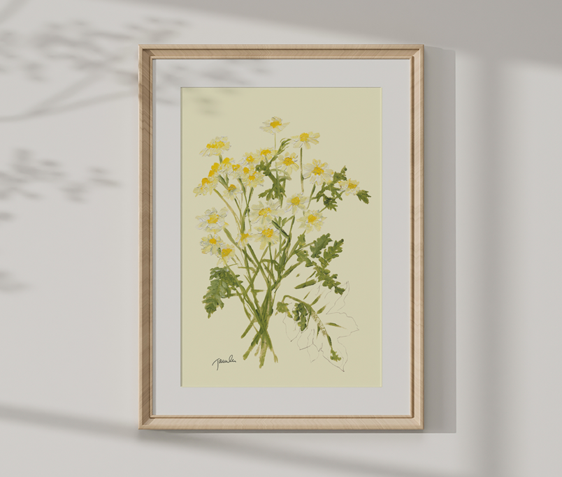 'Feverfew' botanical study fine art reproduction
