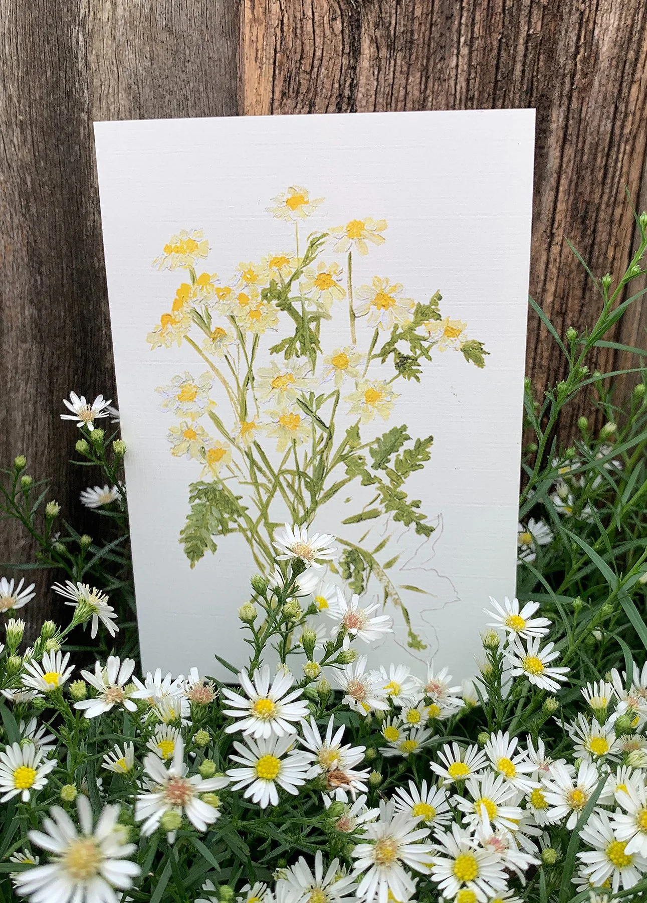 daisies bunch card2.jpg