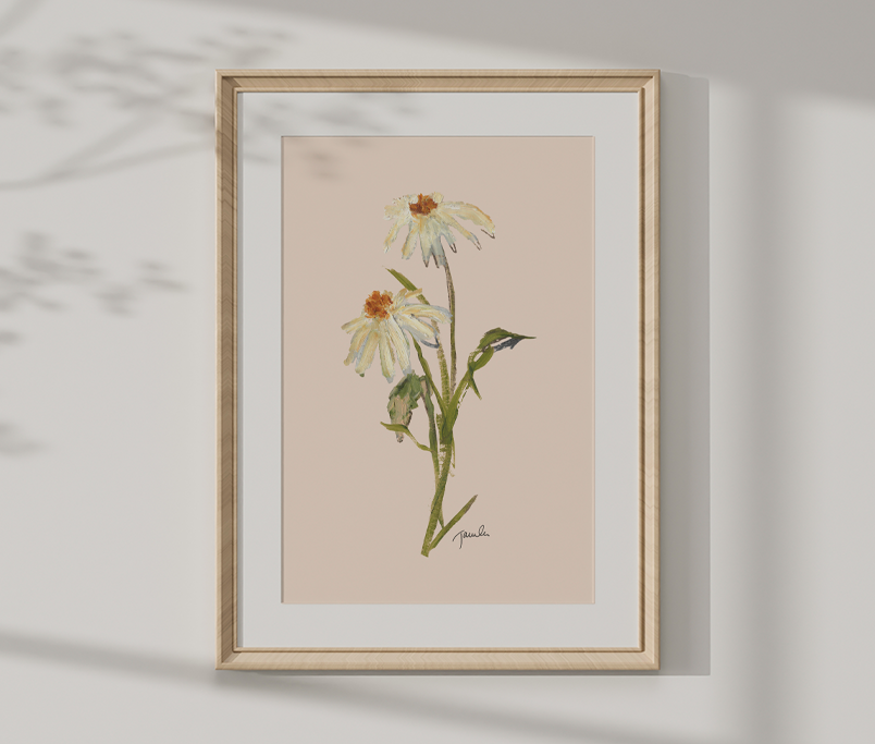 'Daisies on Dusty Pink' botanical study fine art reproduction