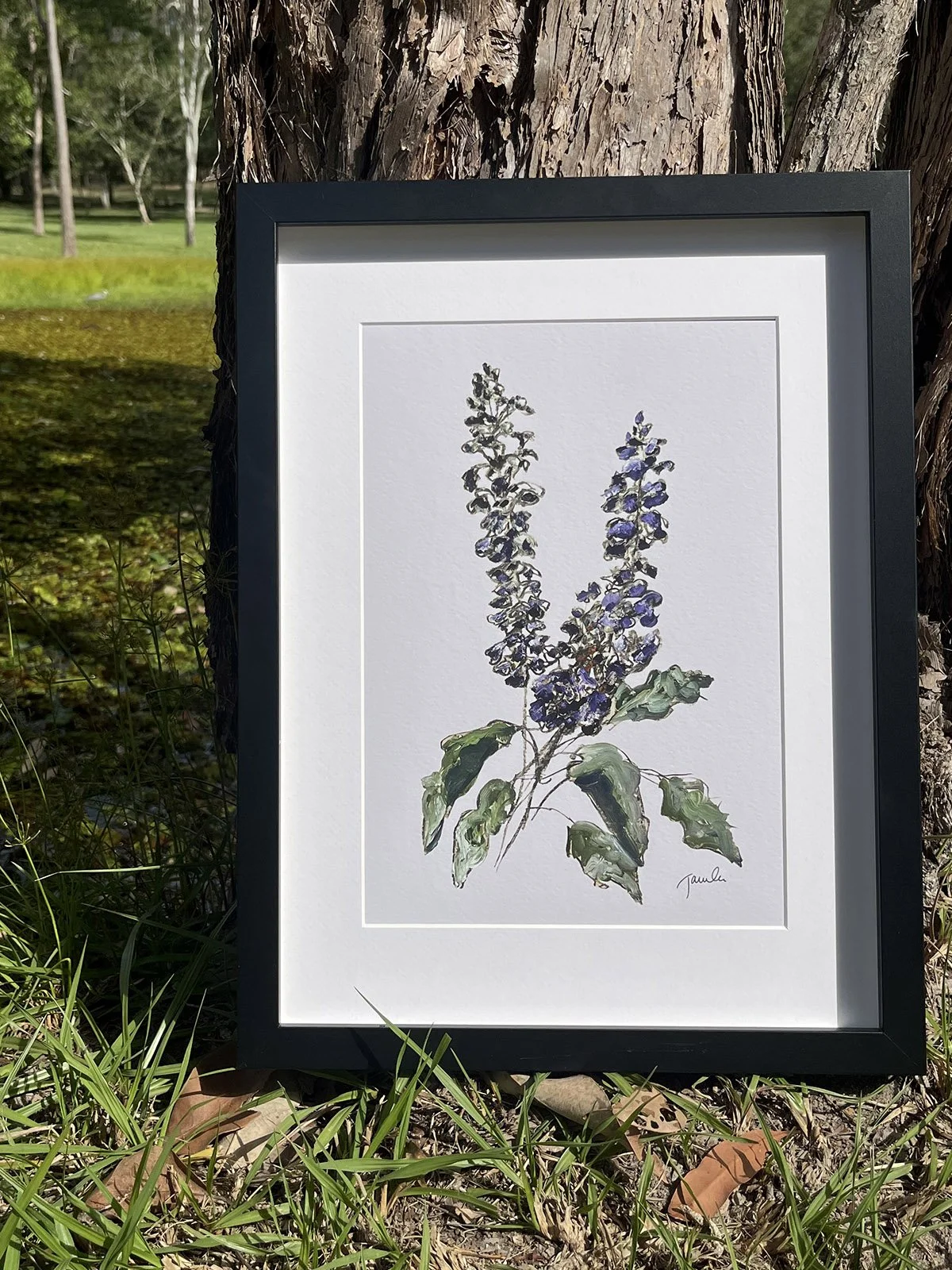 salvia5.jpg