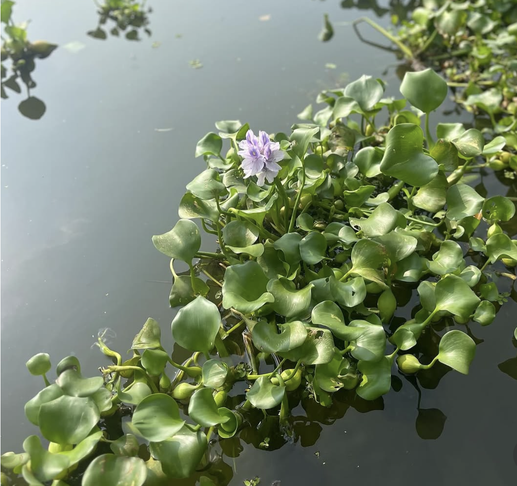 A water plant with round green leaves and a single purple flower growing on the surface of a calm body of water.