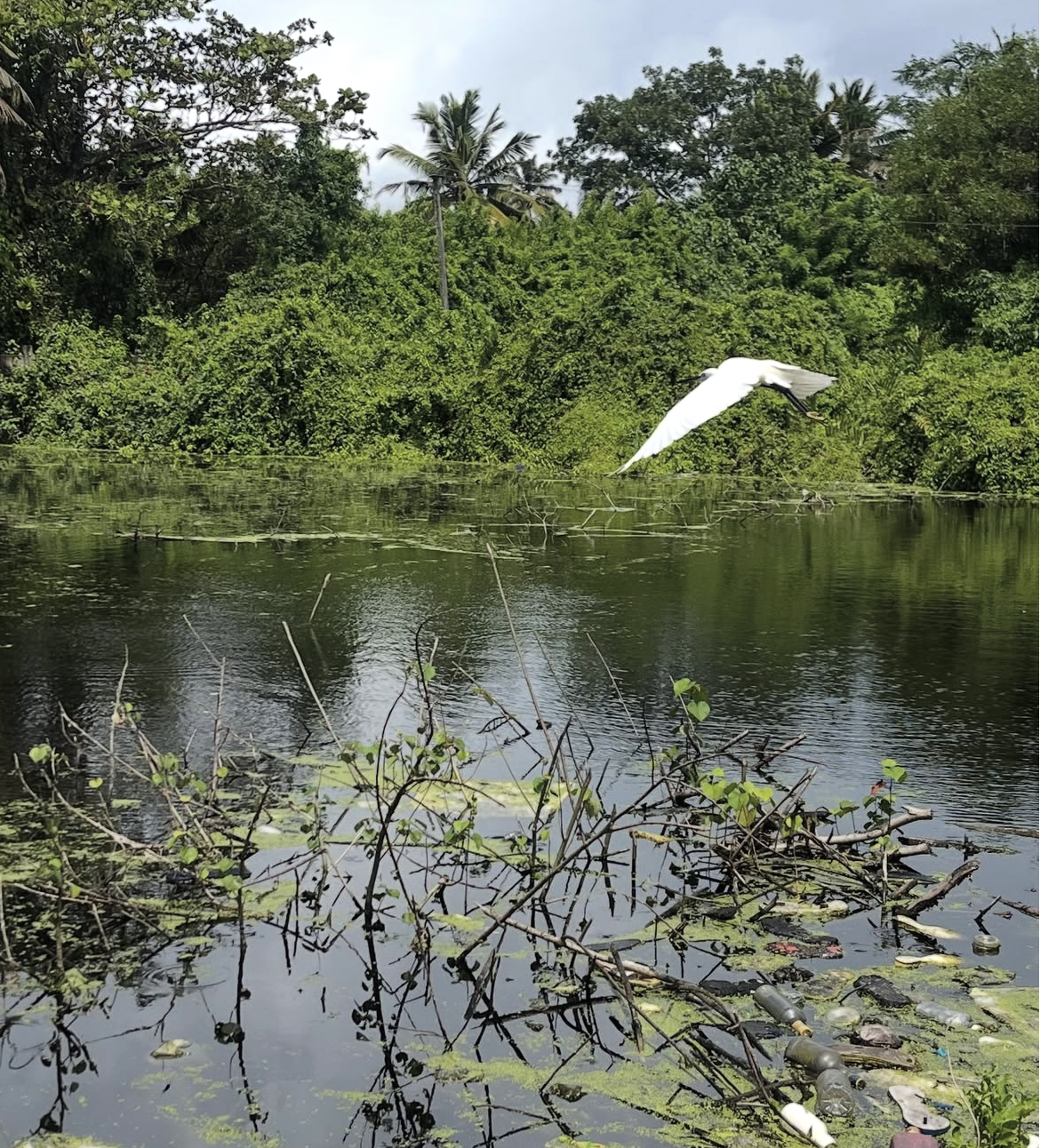 A white bird, possibly an egret, flying over a body of water surrounded by dense green trees and plants. The water reflects the sky and nearby foliage, with some floating debris and branches.