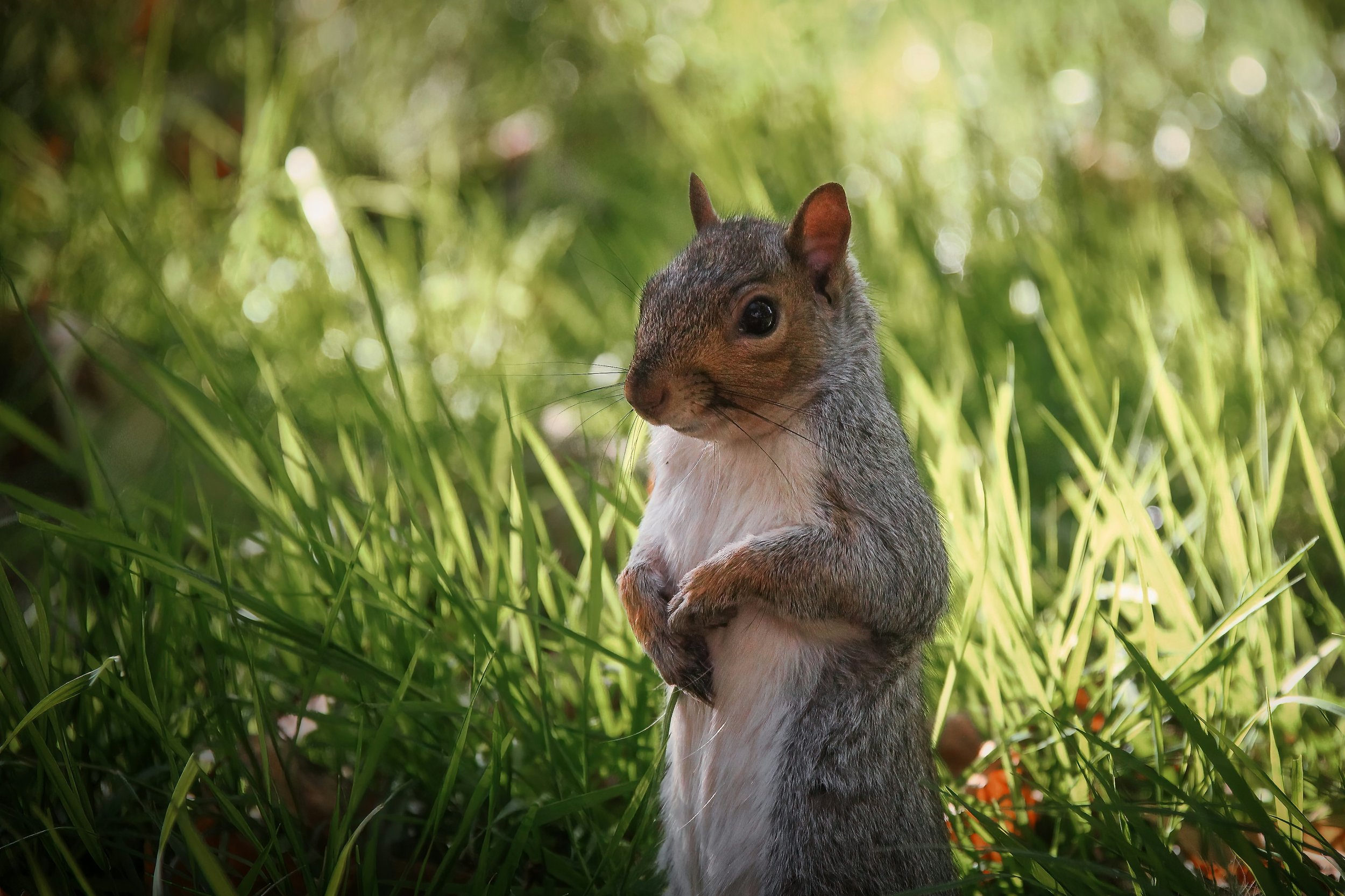A Squirrel-Proof Bird Feeder That Actually Works: Brome Squirrel Buster Plus Review