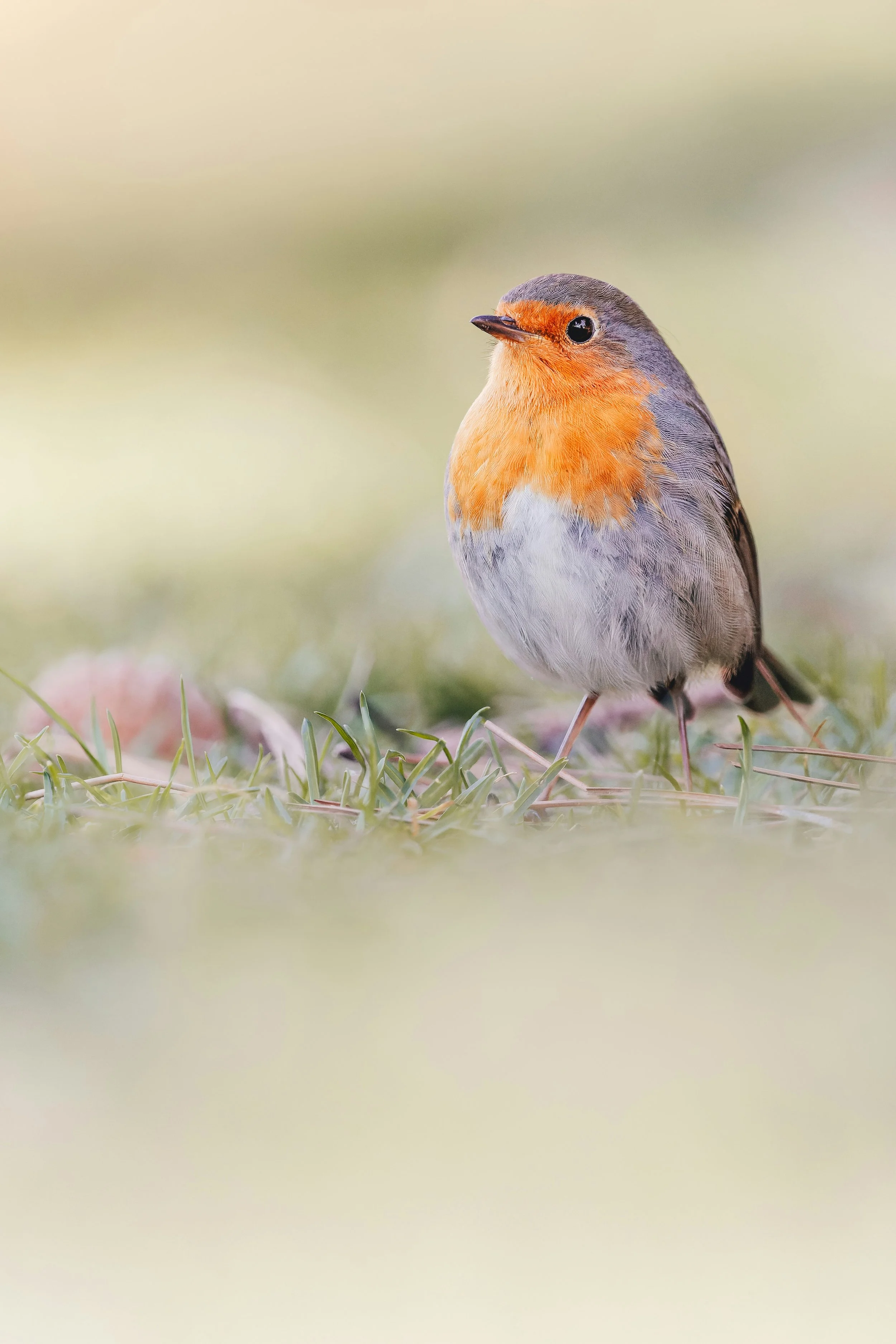 7 Mind Blowing Bird Facts 