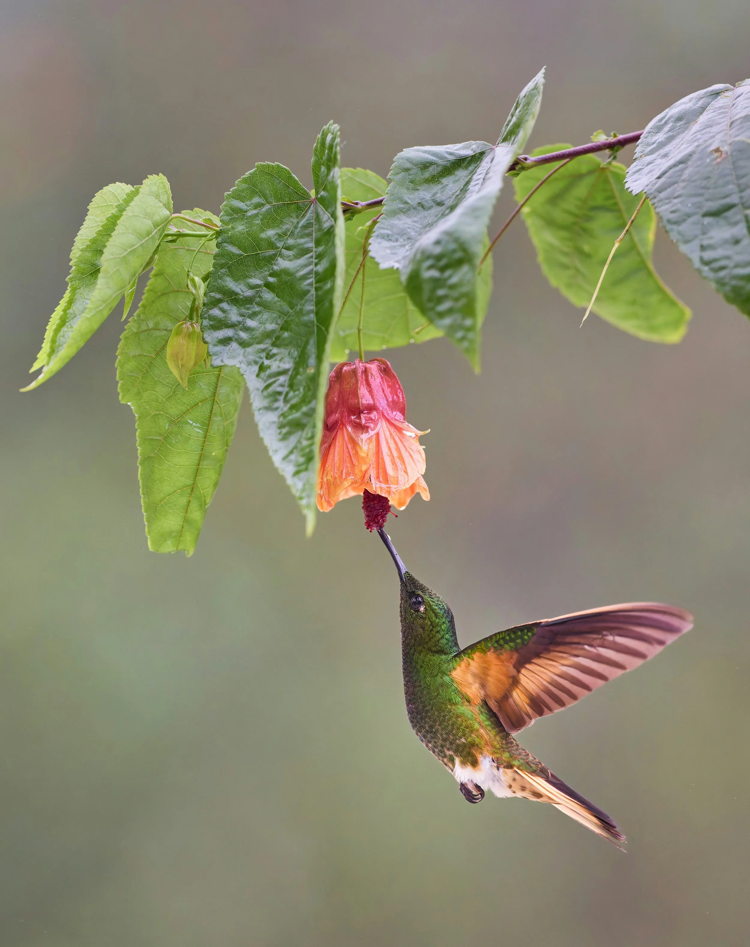 How to Safely Feed the Hummingbirds