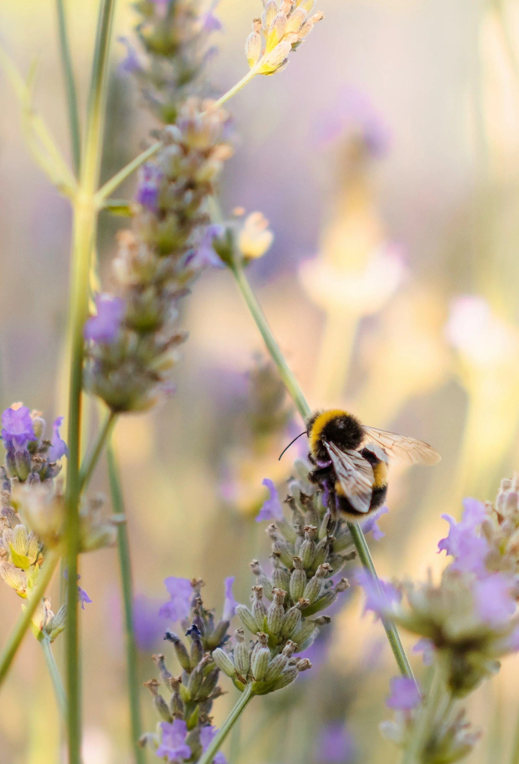 Saving the Bees
