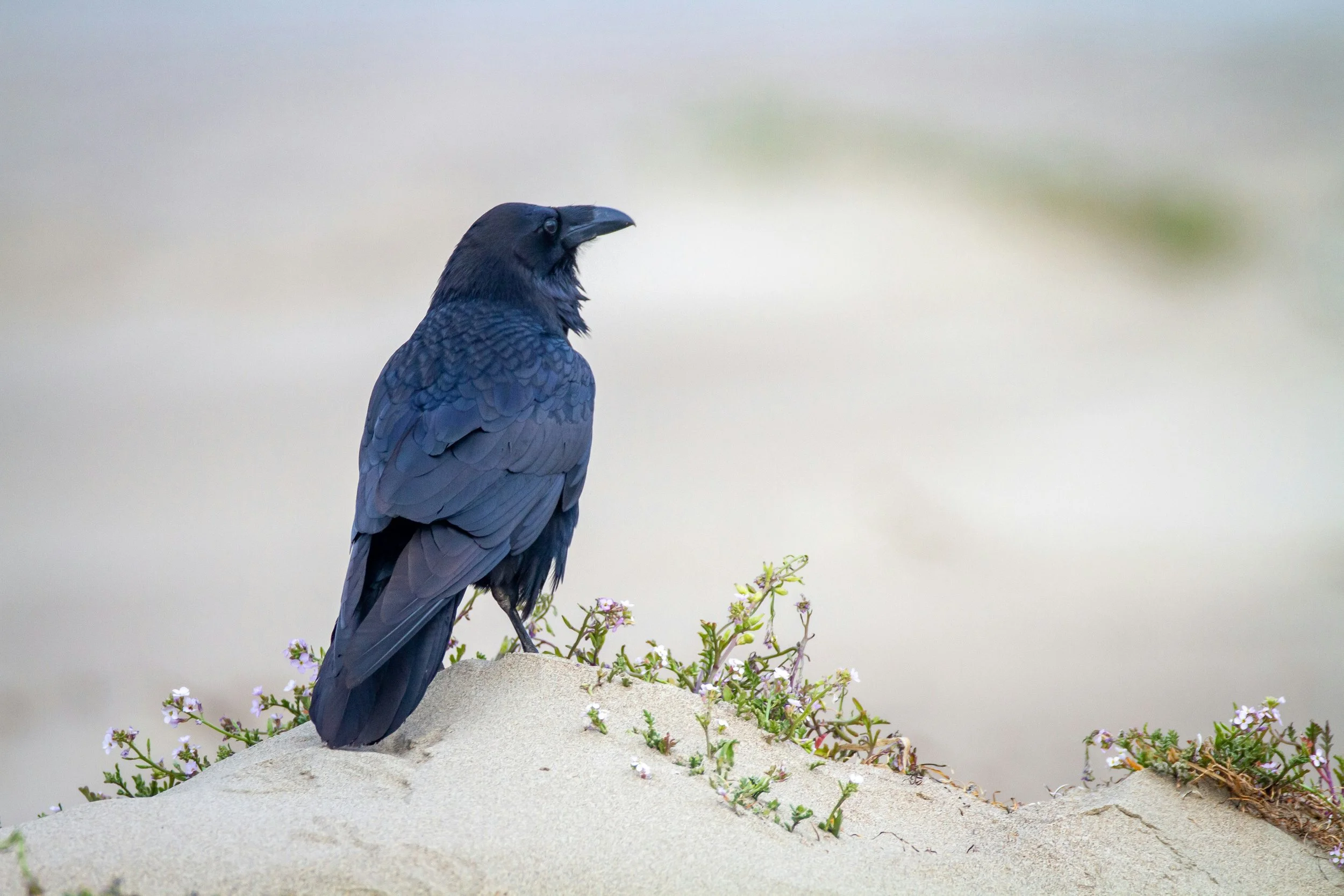 How to Befriend Crows: 5 Amazing Crow Facts and Tips for Making Crow Friends