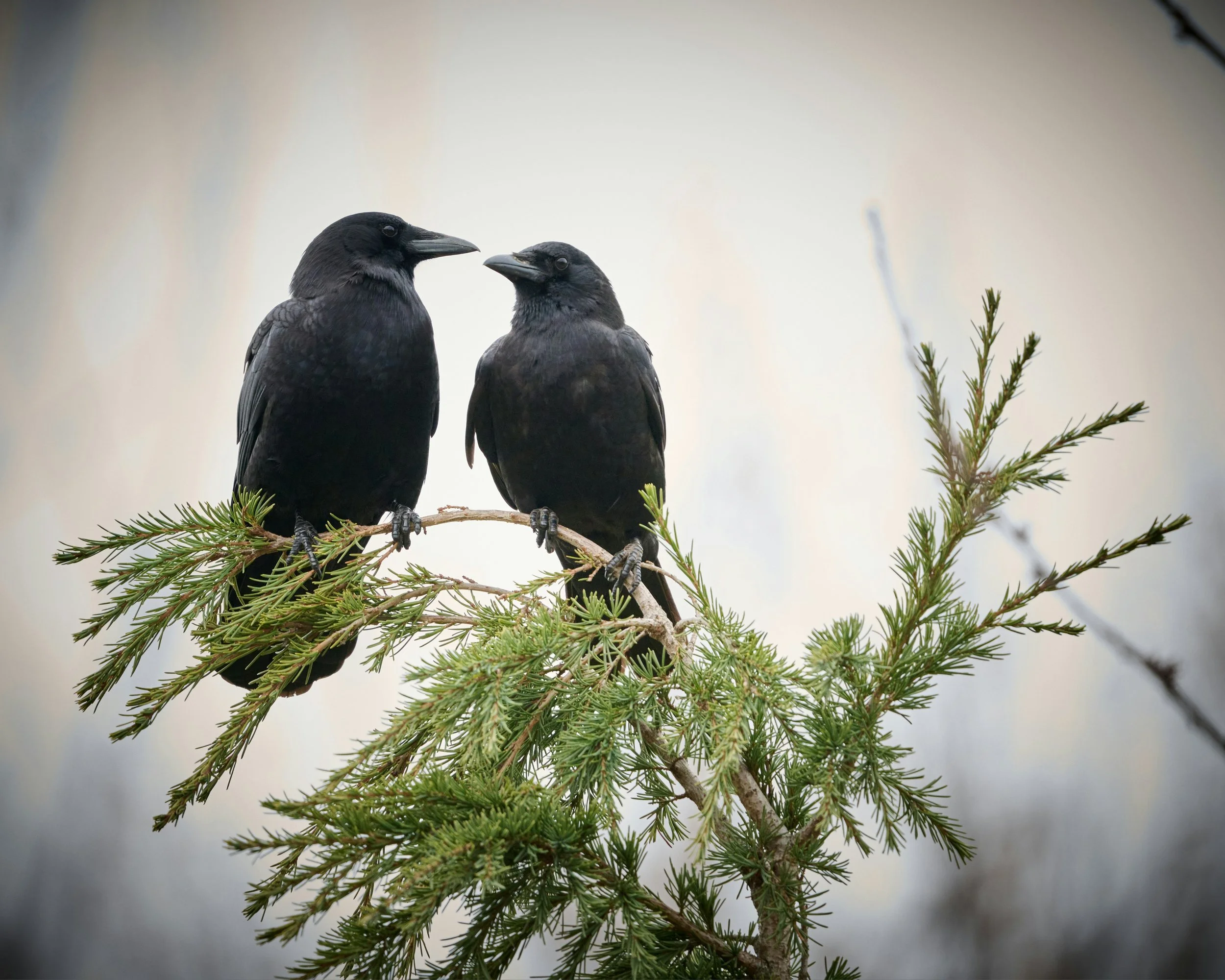 The 3 Foods Crow Enthusiasts Swear By