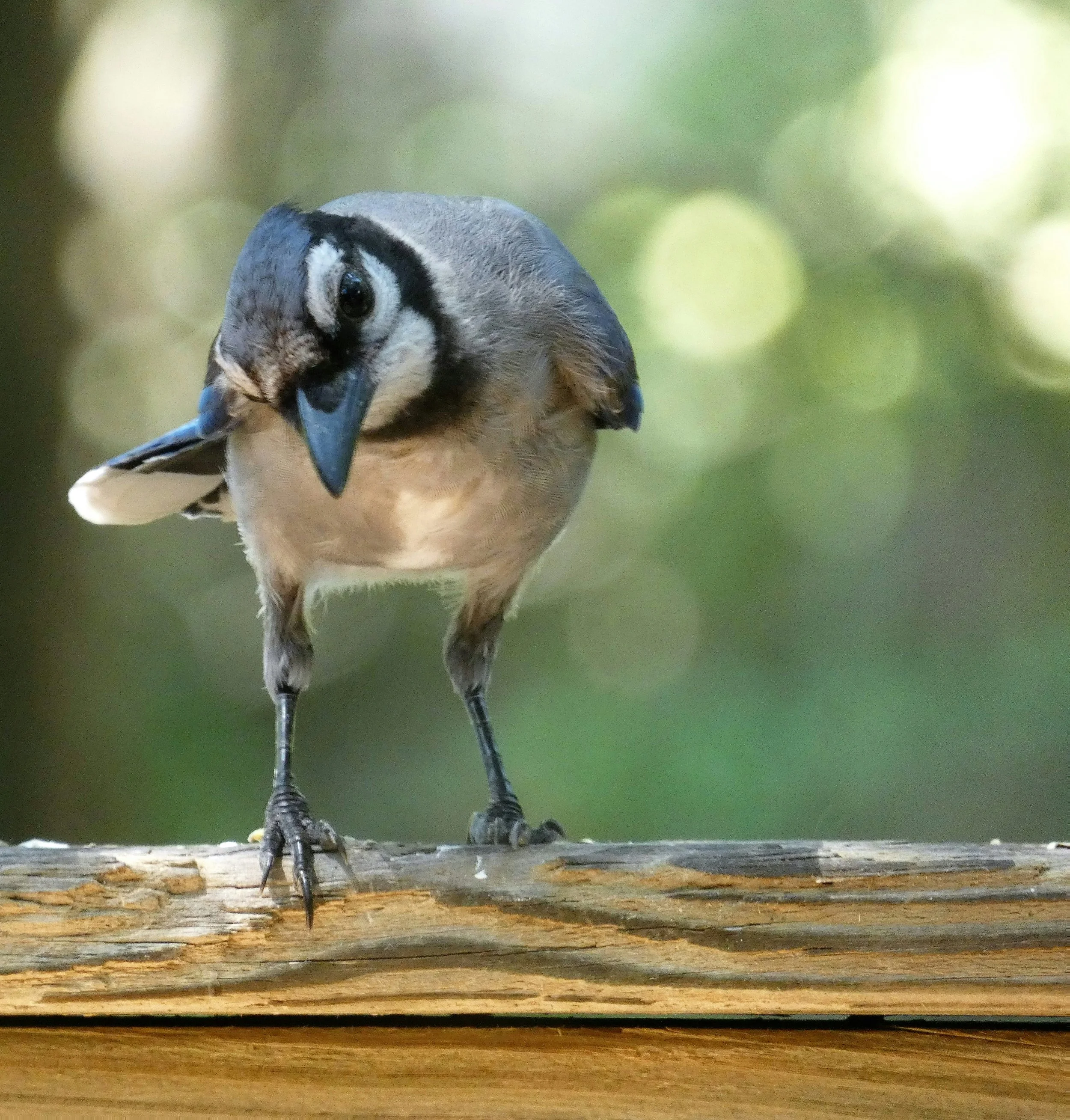 The Ultimate Guide to Attracting Blue Jays: Foods, Feeders, and Backyard Facts