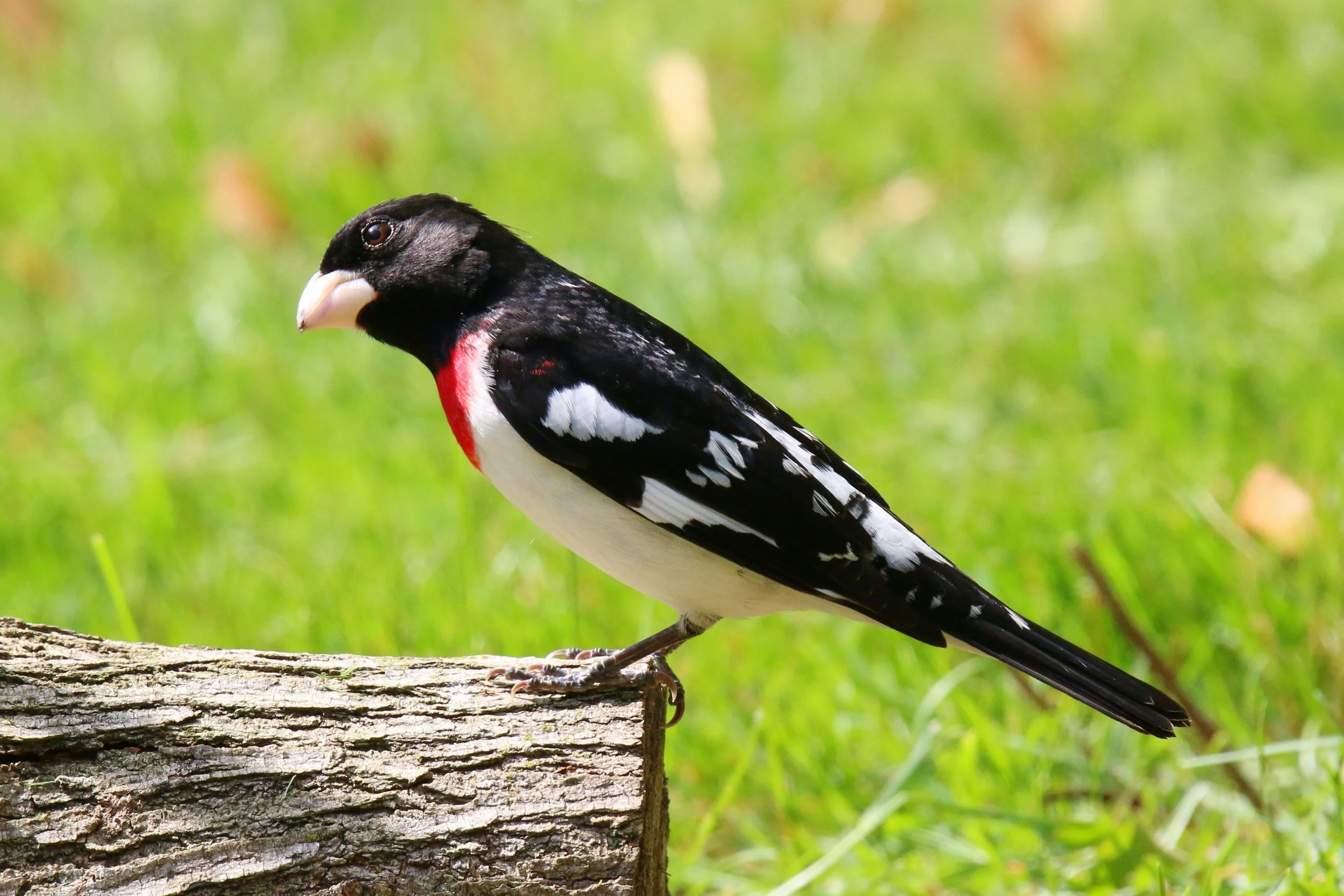 A Beginner Guide to Backyard Bird Feeding: Everything You Need to Know for a Safe and Thriving Bird Sanctuary