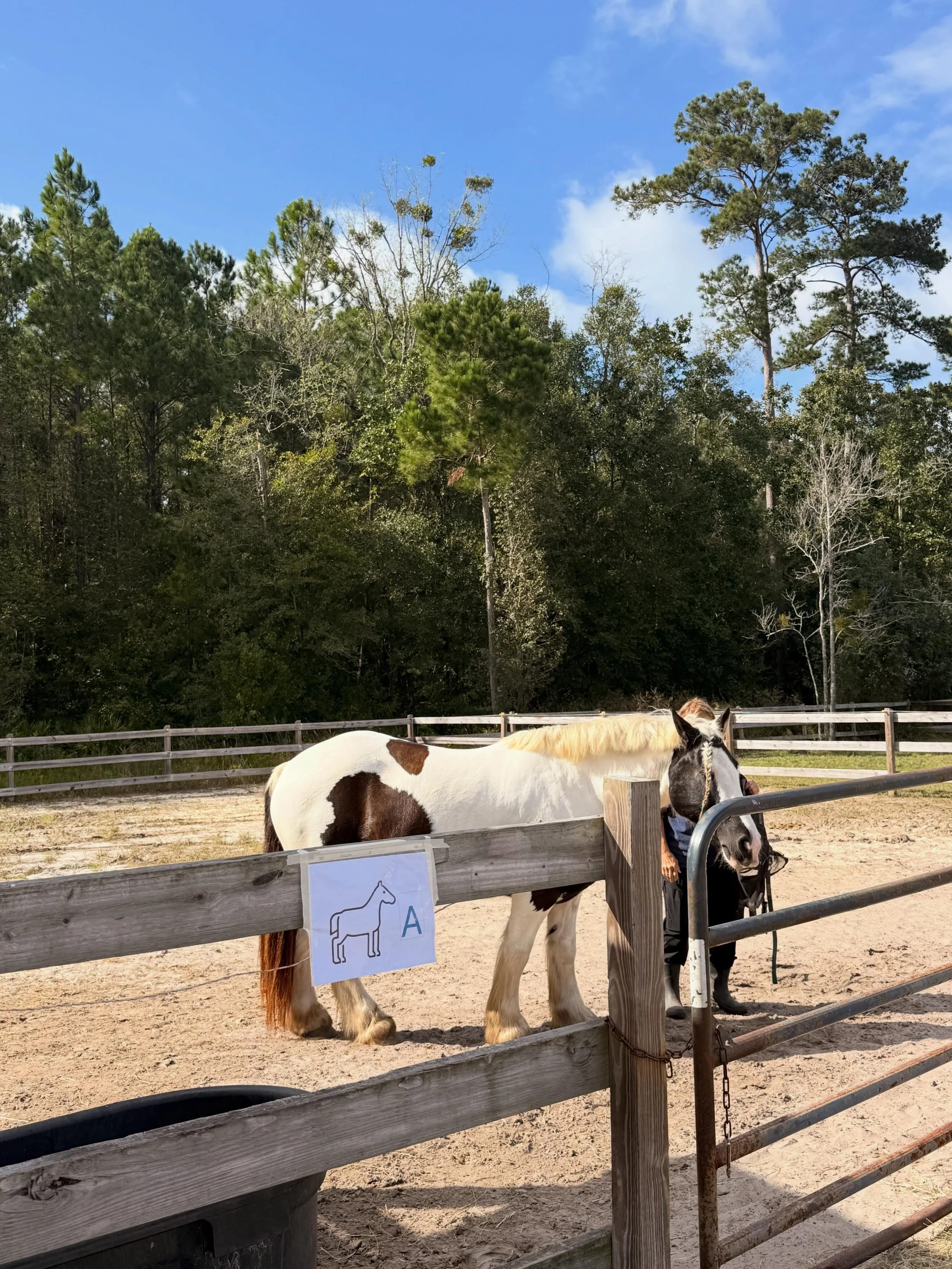 Another group is underway and this past week the participants observed the horses without bias. Not even knowing their names! 

We are looking forward to seeing the participants gain confidence each week and build a beautiful relationship with their 