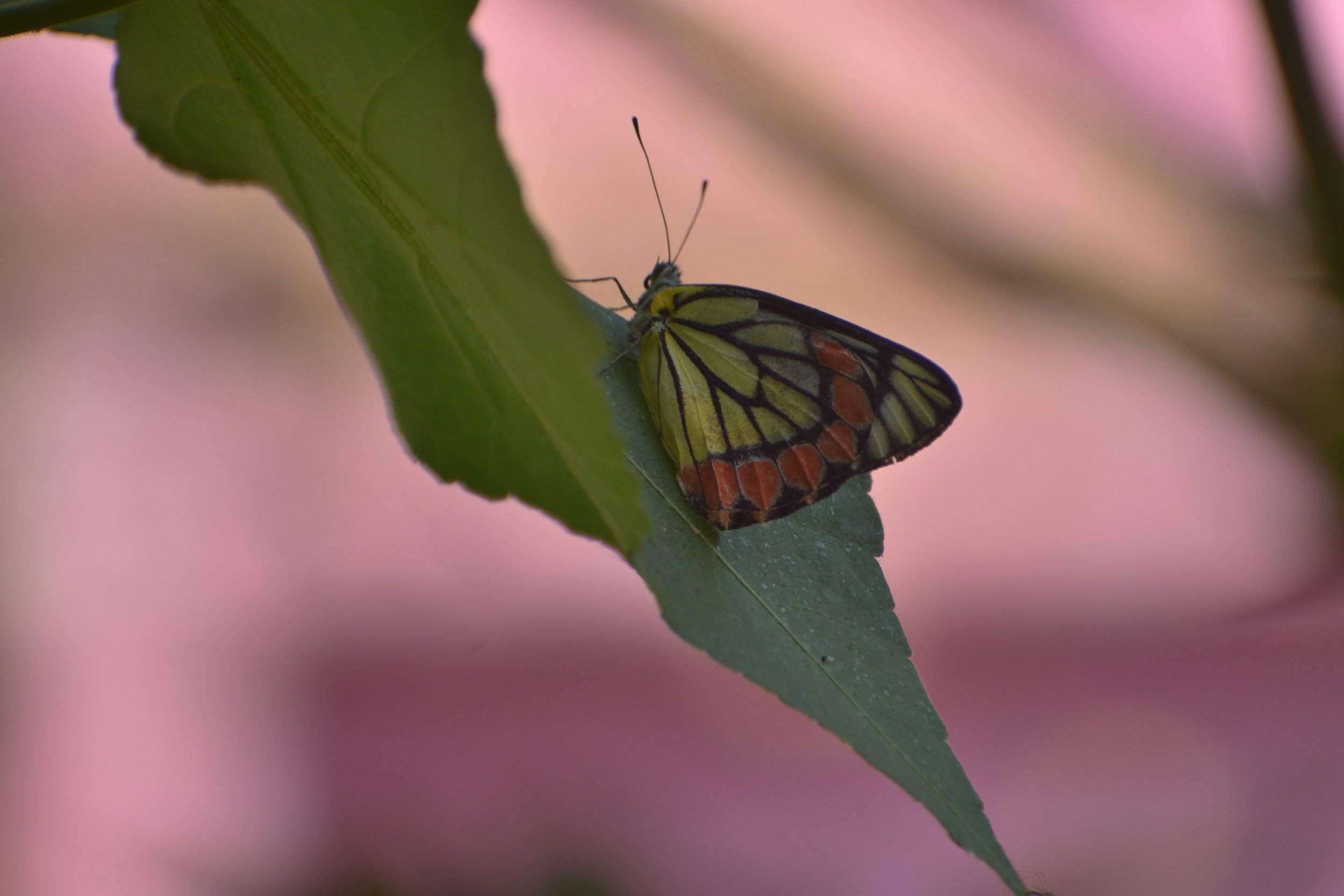 A butterfly with yellow, black, and orange wings perched on a green leaf with a blurred pink background.