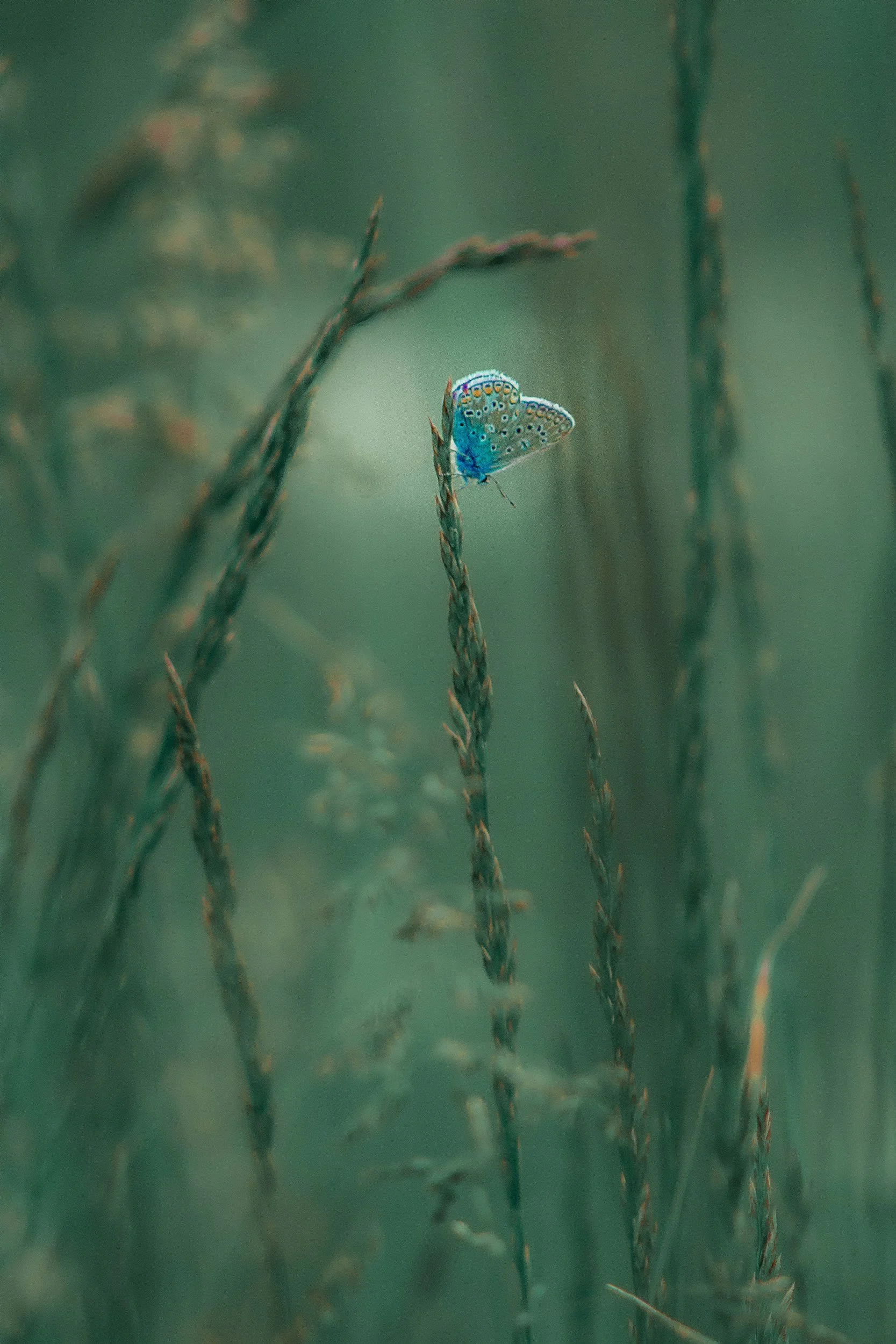 A blue butterfly perched on a tall, slender grass stem in a field with blurred green background.