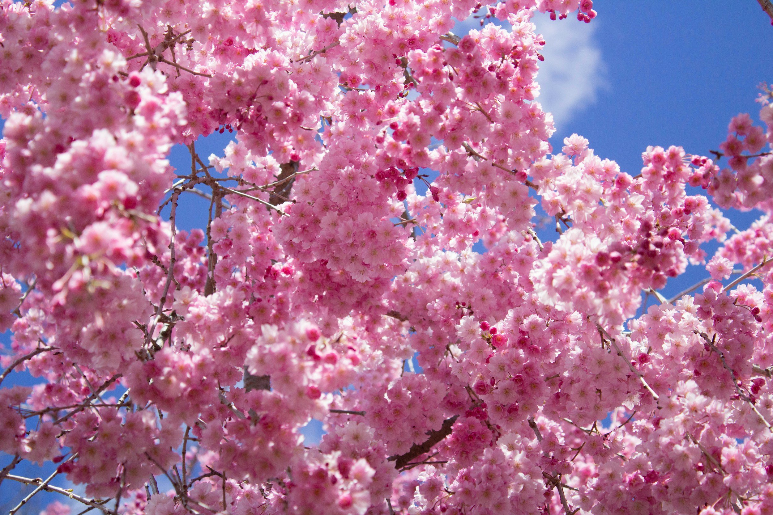 Close-up of pink cherry blossom flowers on a tree branch against a blue sky.