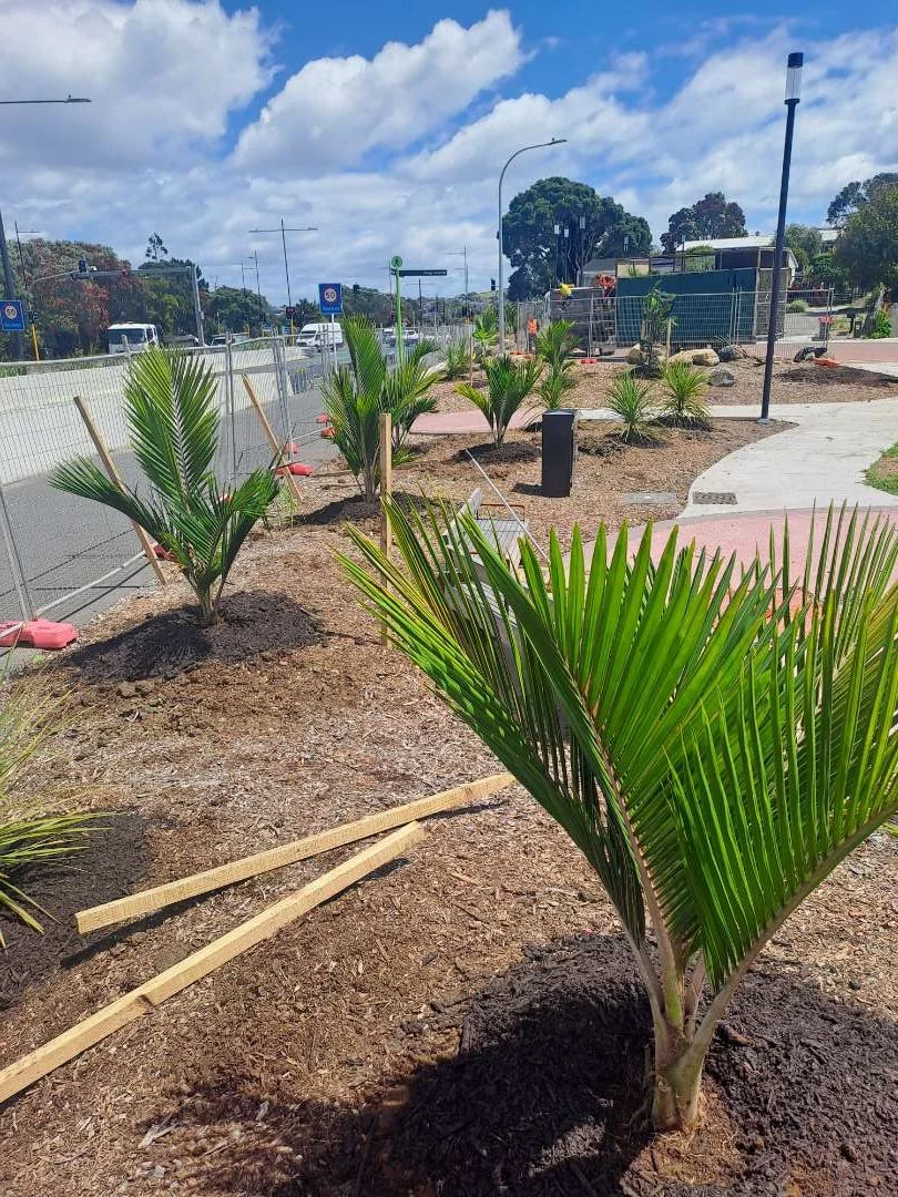 Mokoia Pā Site Planting