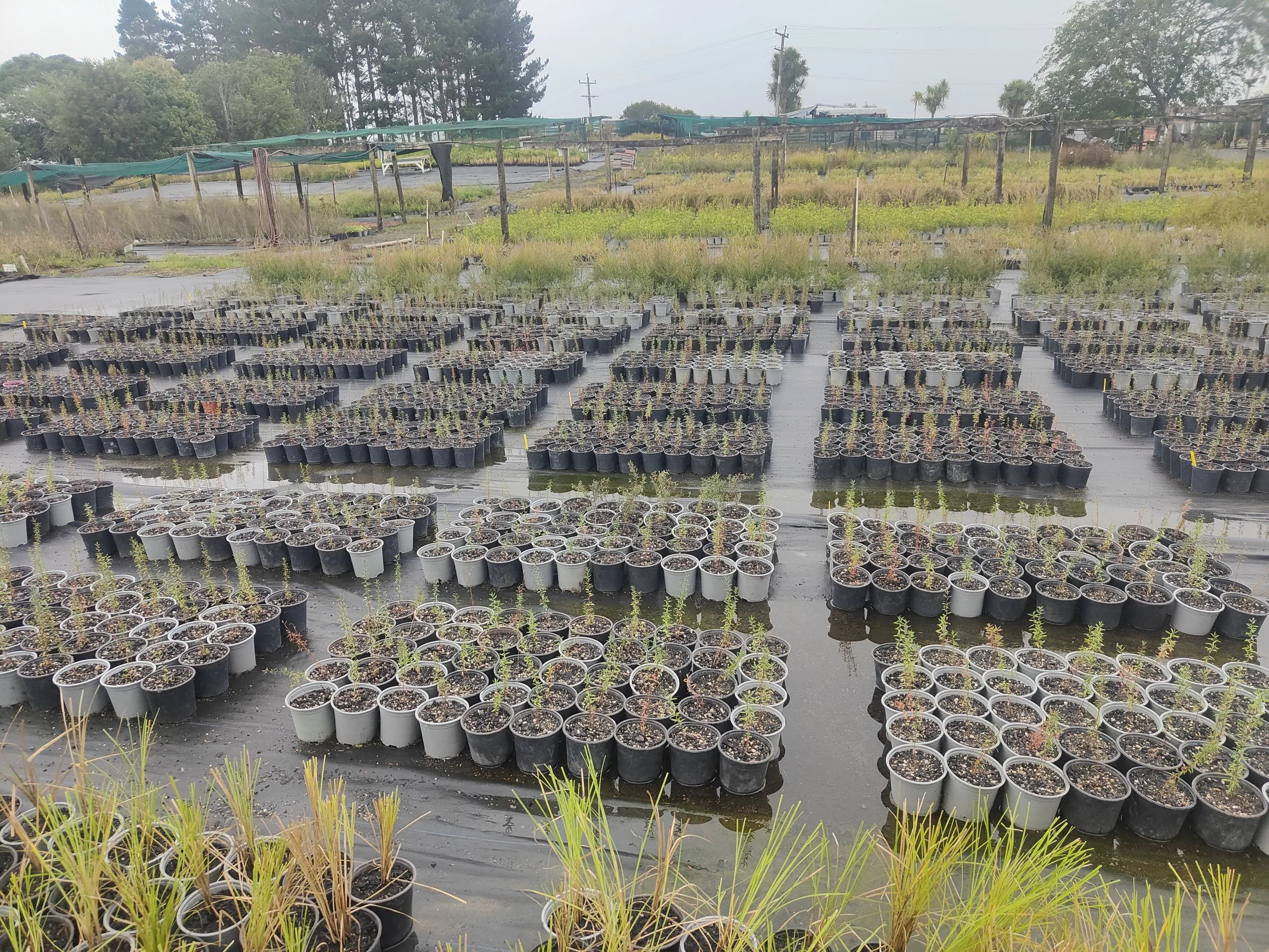 Native plants growing in the Pūkorokoro nursery. 