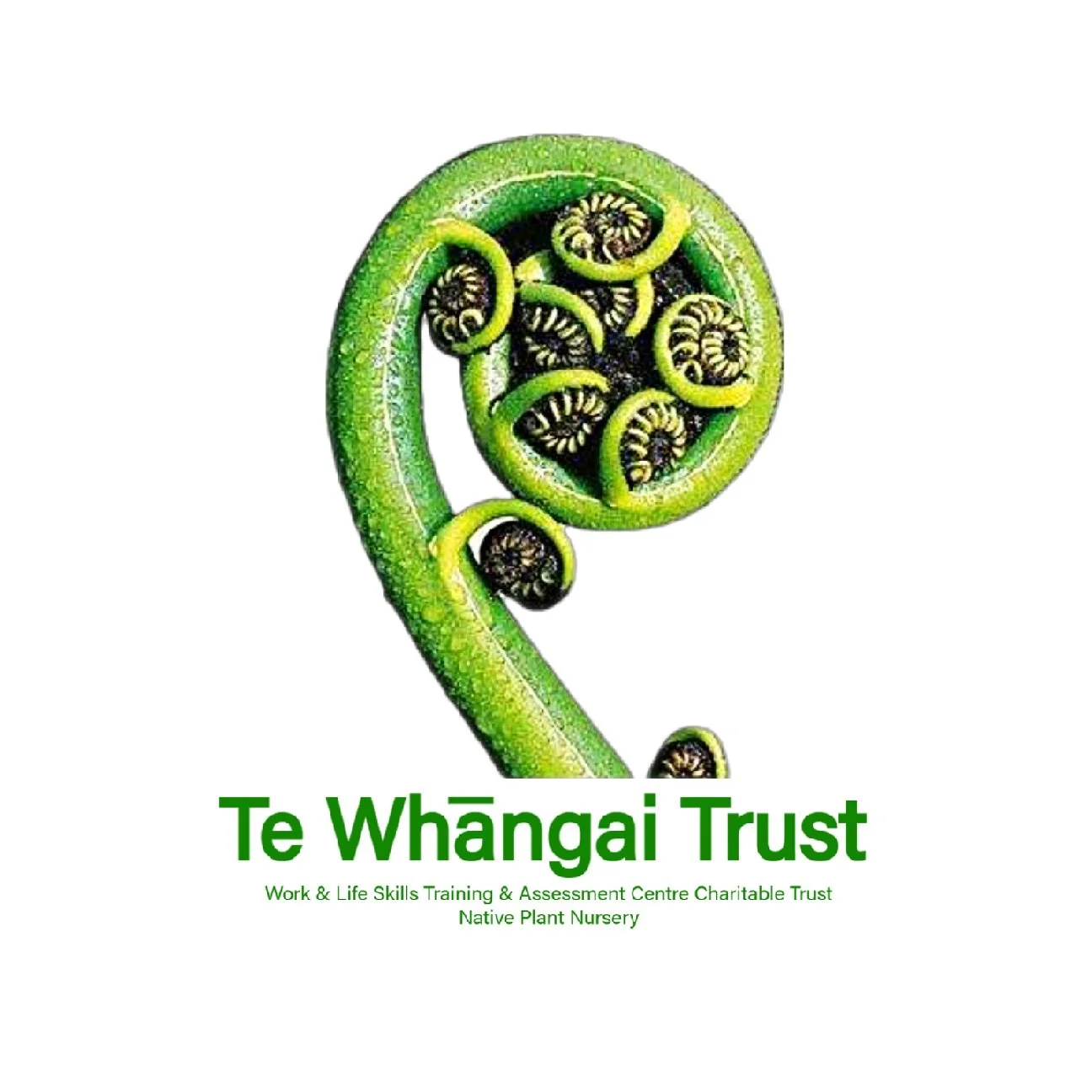 Kuawa (Schoenoplectus tabernaemontani)