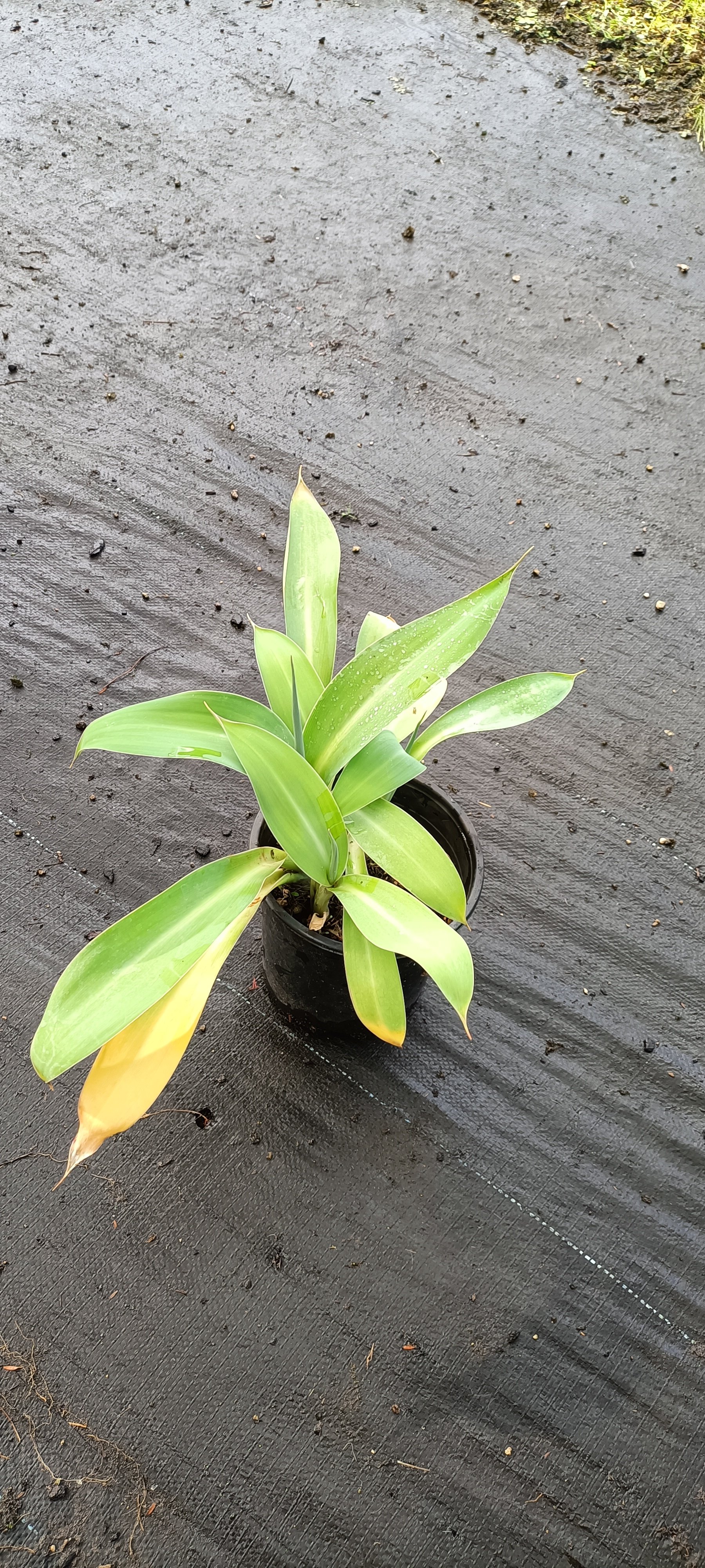 rengarenga miranda.jpg