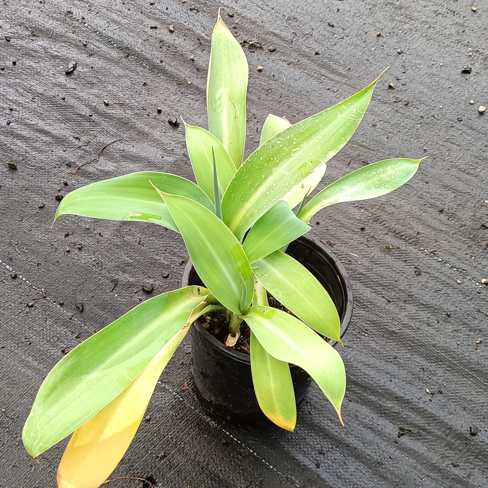 Rengarenga (Arthropodium cirratum)