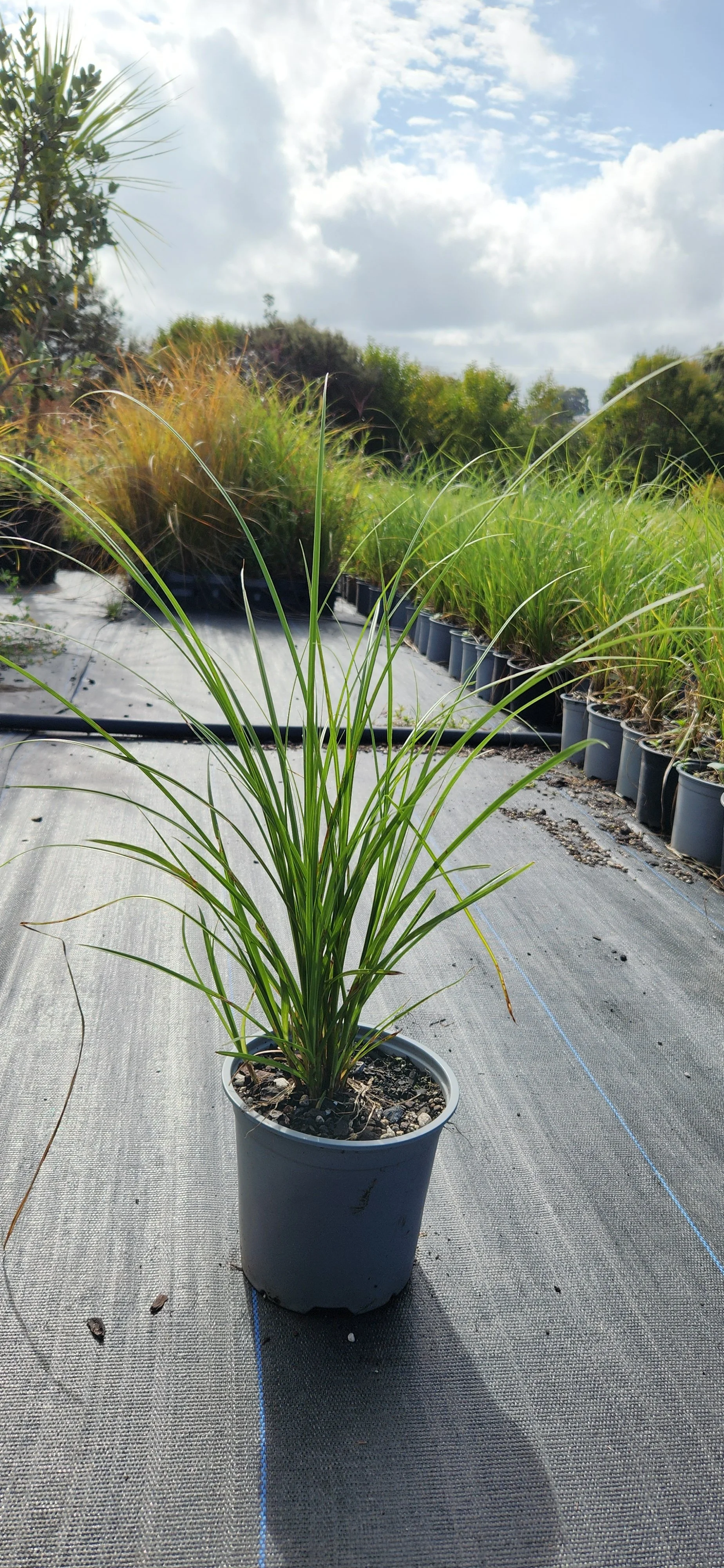 carex virgata.jpg